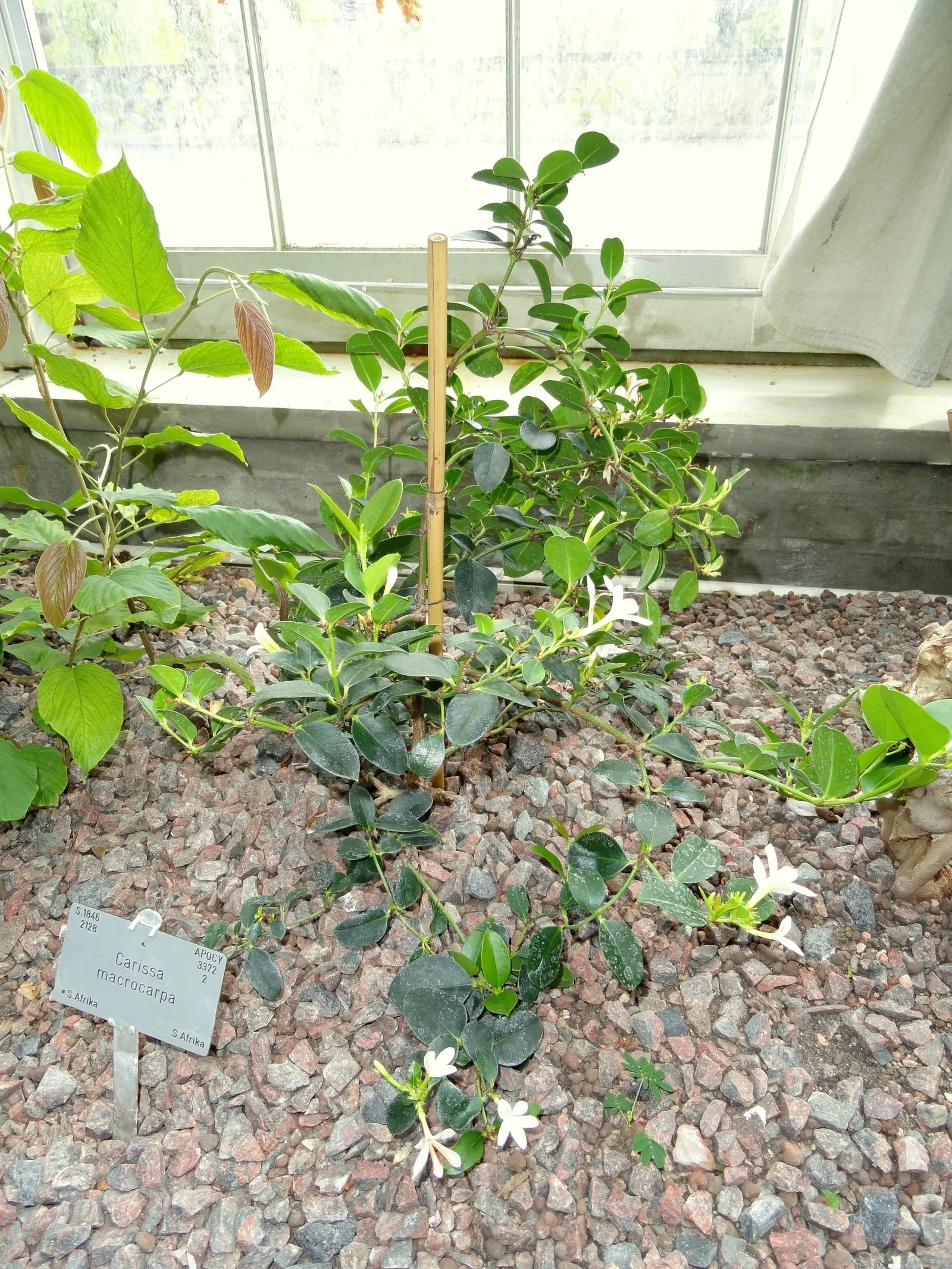 Natal Plum (Carissa Macrocarpa) — It withstands a variety of soil types; deep red plum-like fruits