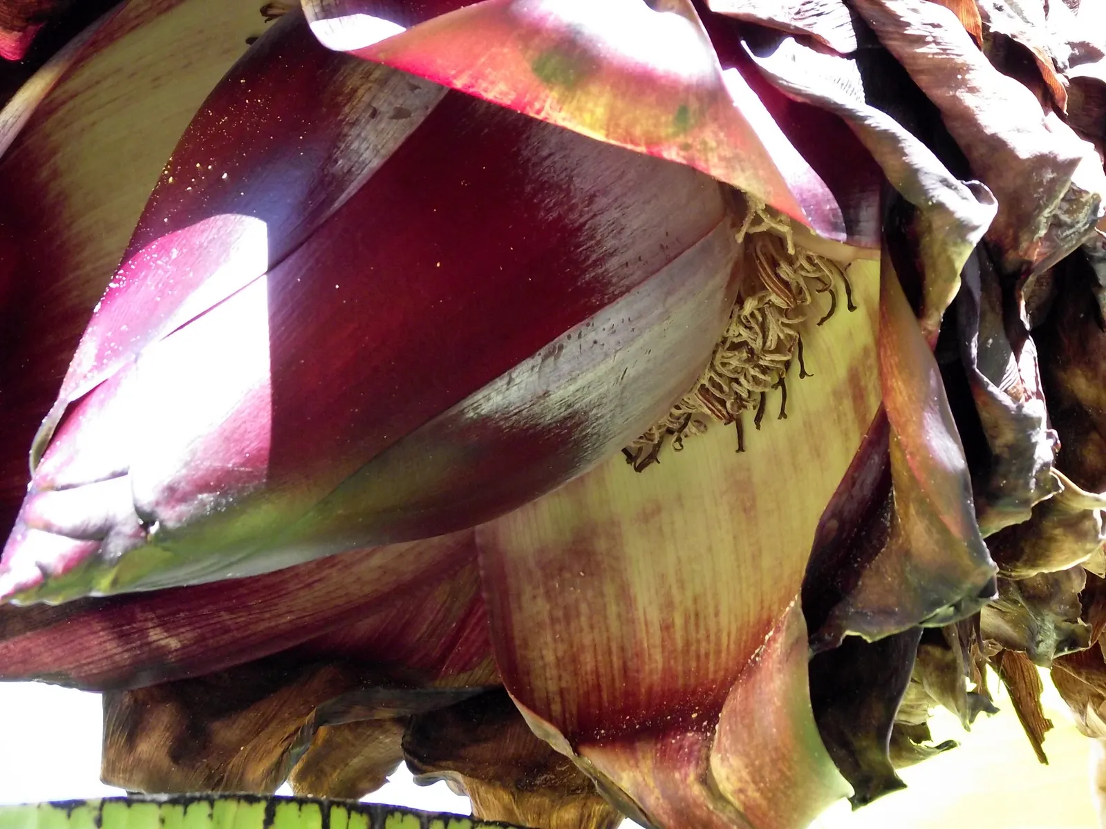 Abyssinian Banana (Ensete Ventricosum) — commonly known as the Abyssinian Banana or Ethiopian Banana; is a non-fruiting ornamental plant featuring broad