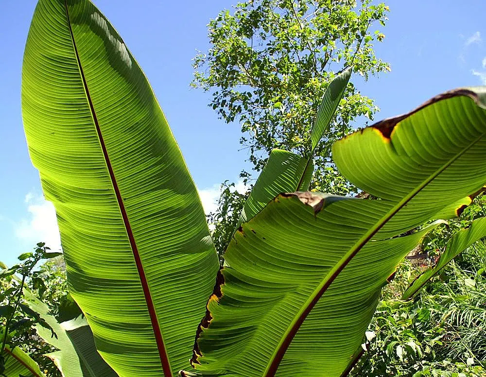 Abyssinian Banana (Ensete Ventricosum) — Consider pairing it with lower-growing; making it most suitable for larger garden areas or as a centerpiece in