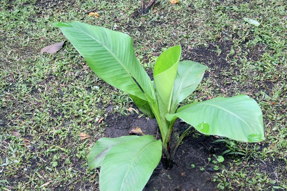 Abyssinian Banana (Ensete Ventricosum) — with mature heights up to 18 feet; it's ideal for creating a bold