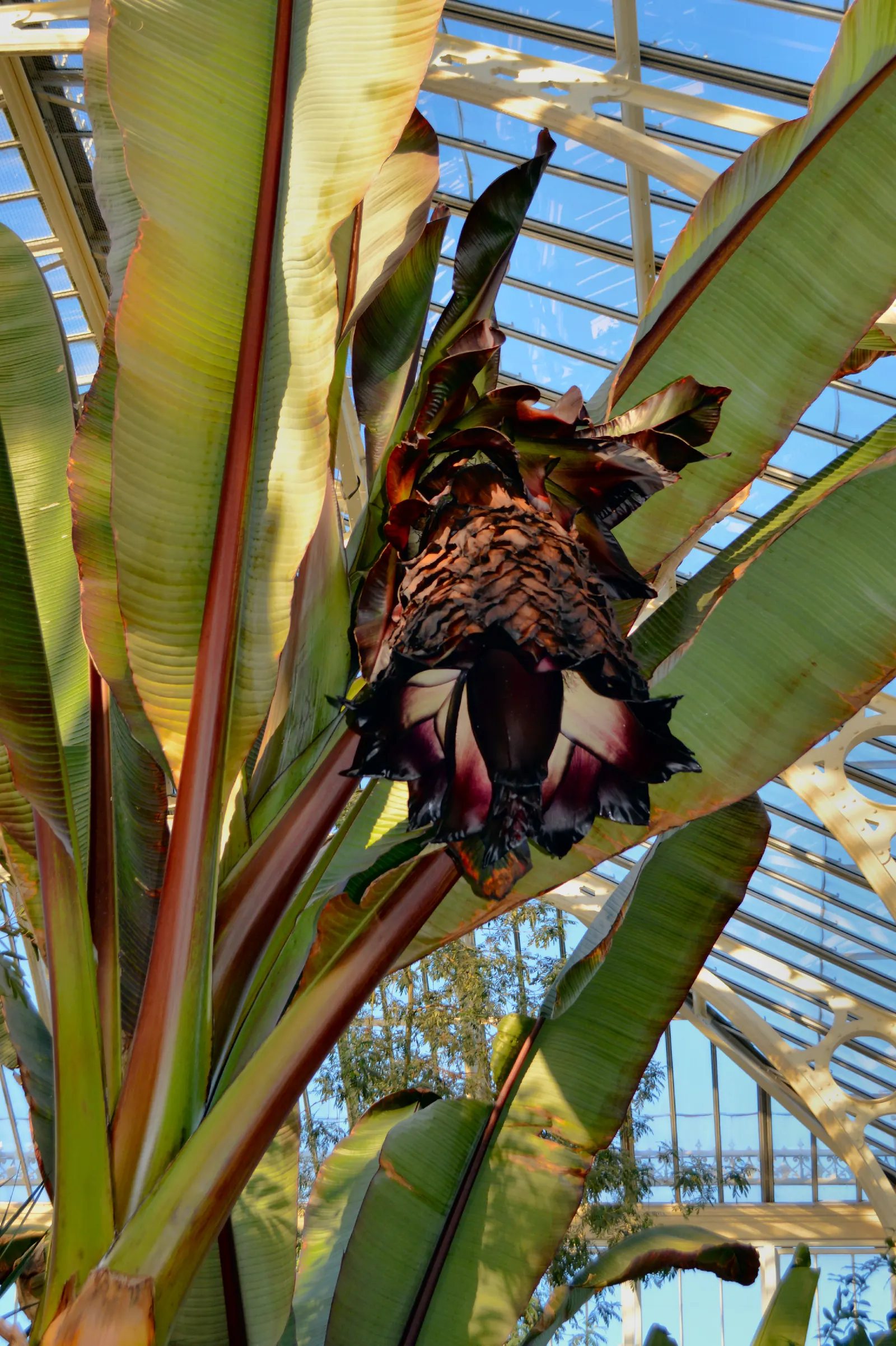 Abyssinian Banana (Ensete Ventricosum) — Consider pairing it with lower-growing