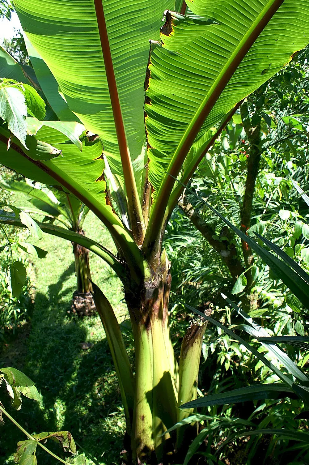 Abyssinian Banana (Ensete Ventricosum) — tropical perennial boasts a robust; especially during dry periods