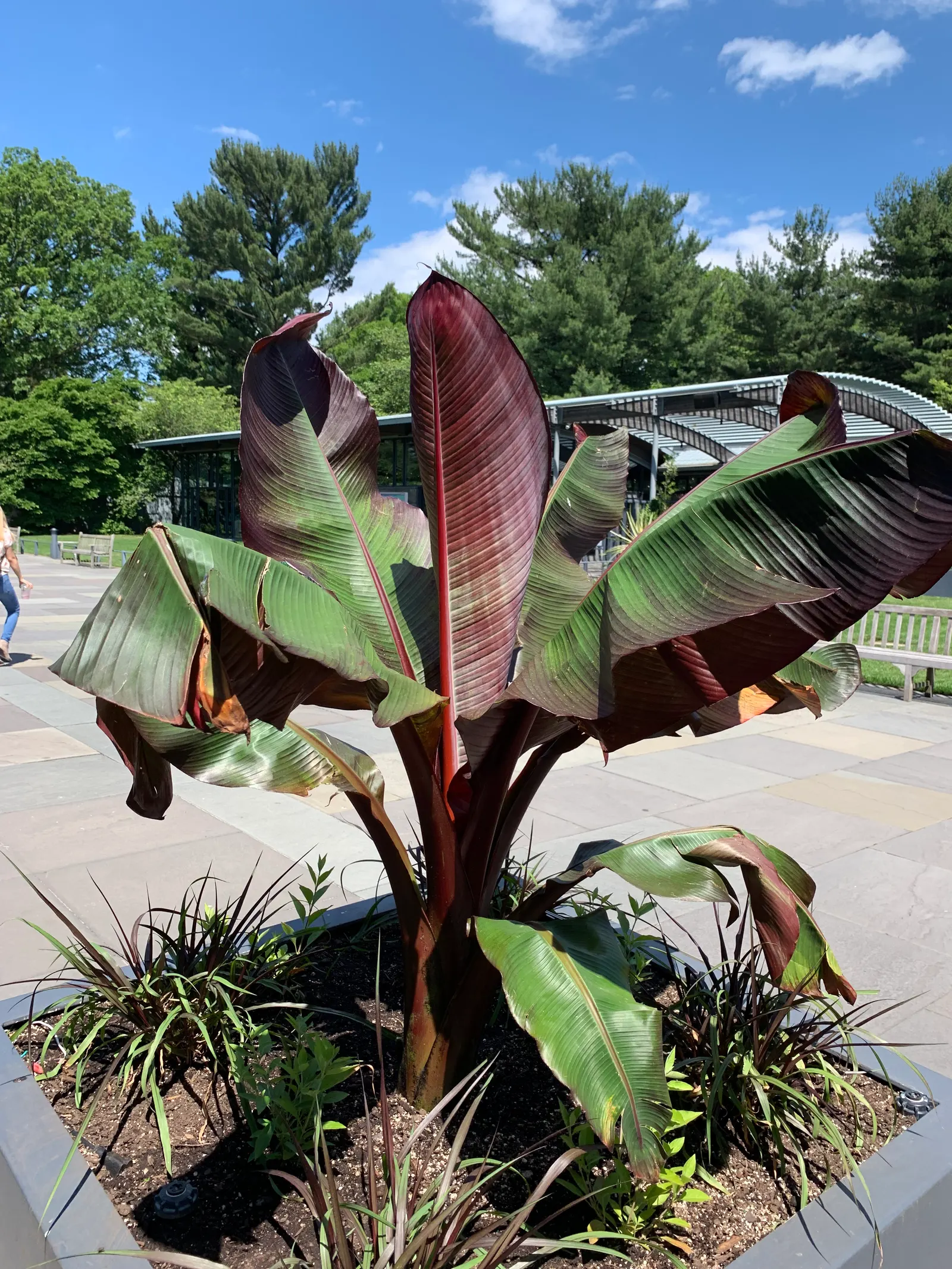 Abyssinian Banana (Ensete Ventricosum) — shade-tolerant plants that will complement its tropical look without competing for the spotlight