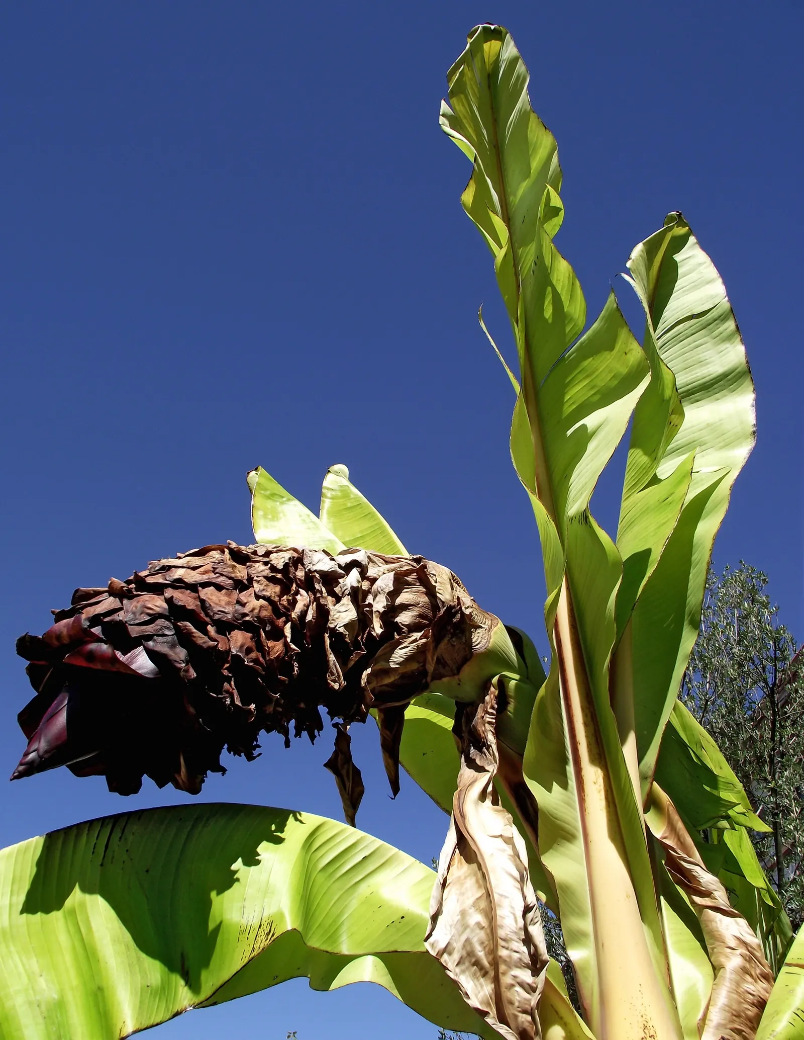 Abyssinian Banana (Ensete Ventricosum) — the Abyssinian Banana prefers full sun to partial shade and thrives in rich; regular watering is essential