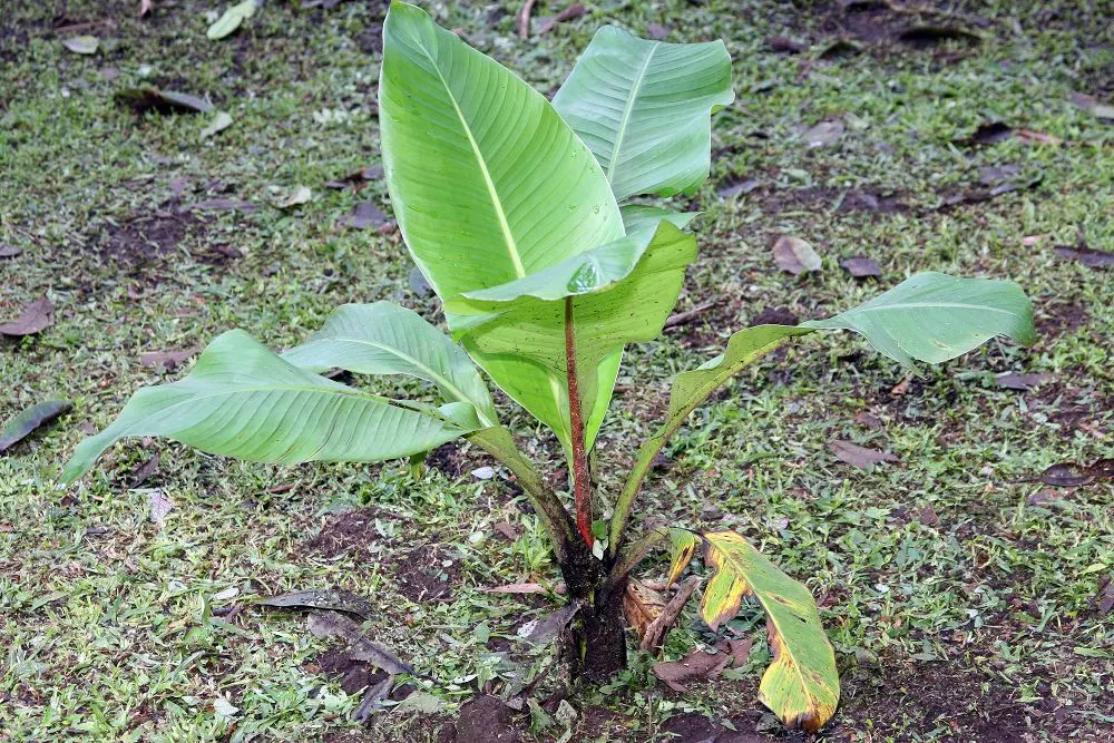 Abyssinian Banana (Ensete Ventricosum) — is a non-fruiting ornamental plant featuring broad; paddle-shaped foliage emanating from its dramatically swollen base