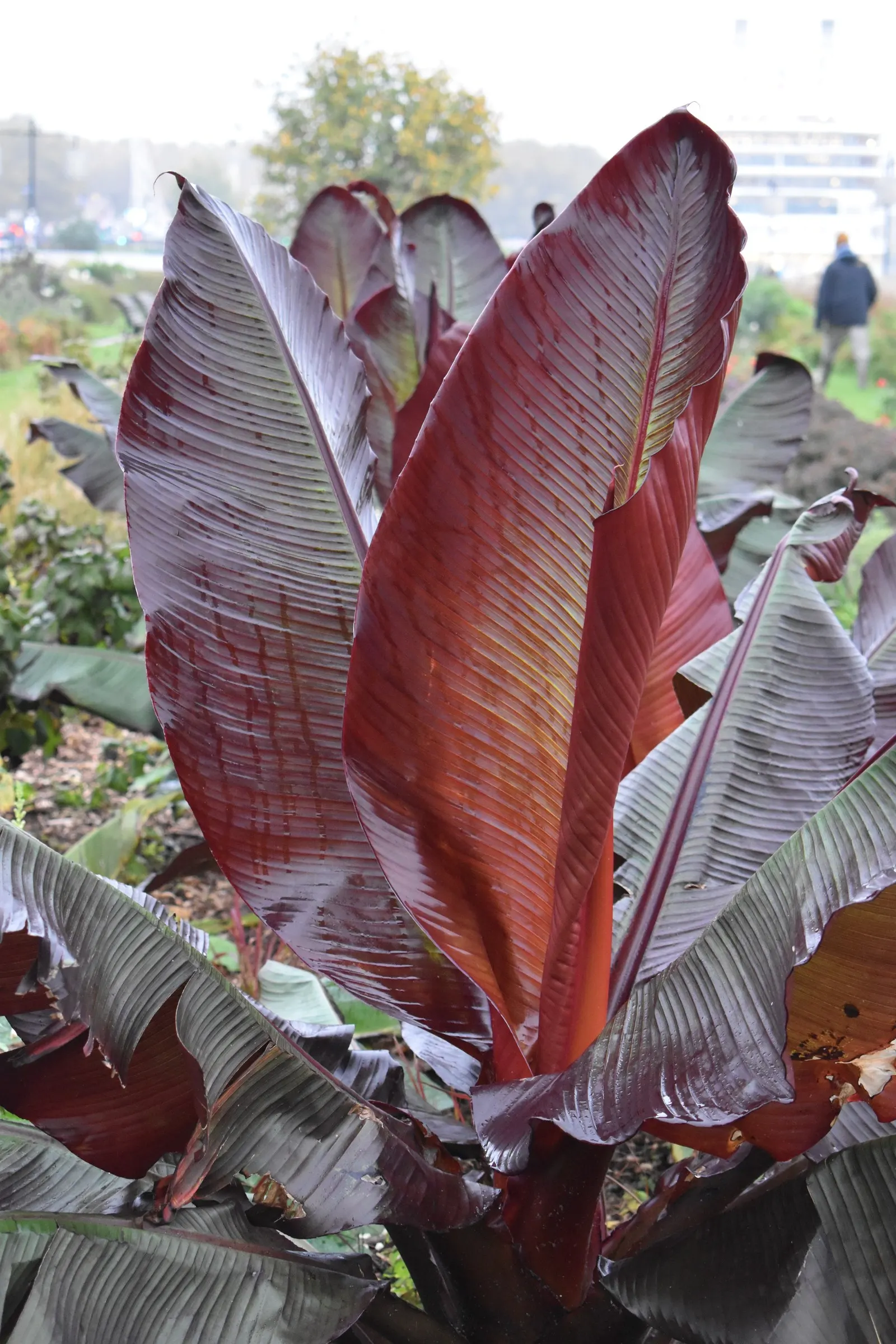 Abyssinian Banana (Ensete Ventricosum) — though it seldom flowers outside its native range