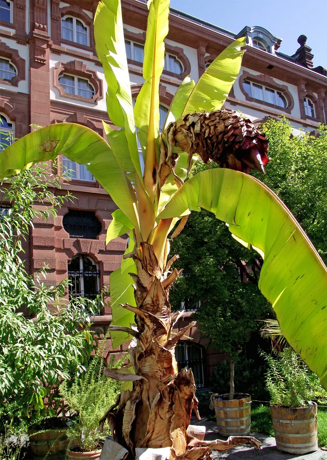 Abyssinian Banana (Ensete Ventricosum) — Its bold foliage can make it a central feature of your design; offering a tropical flair to gardens outside its native