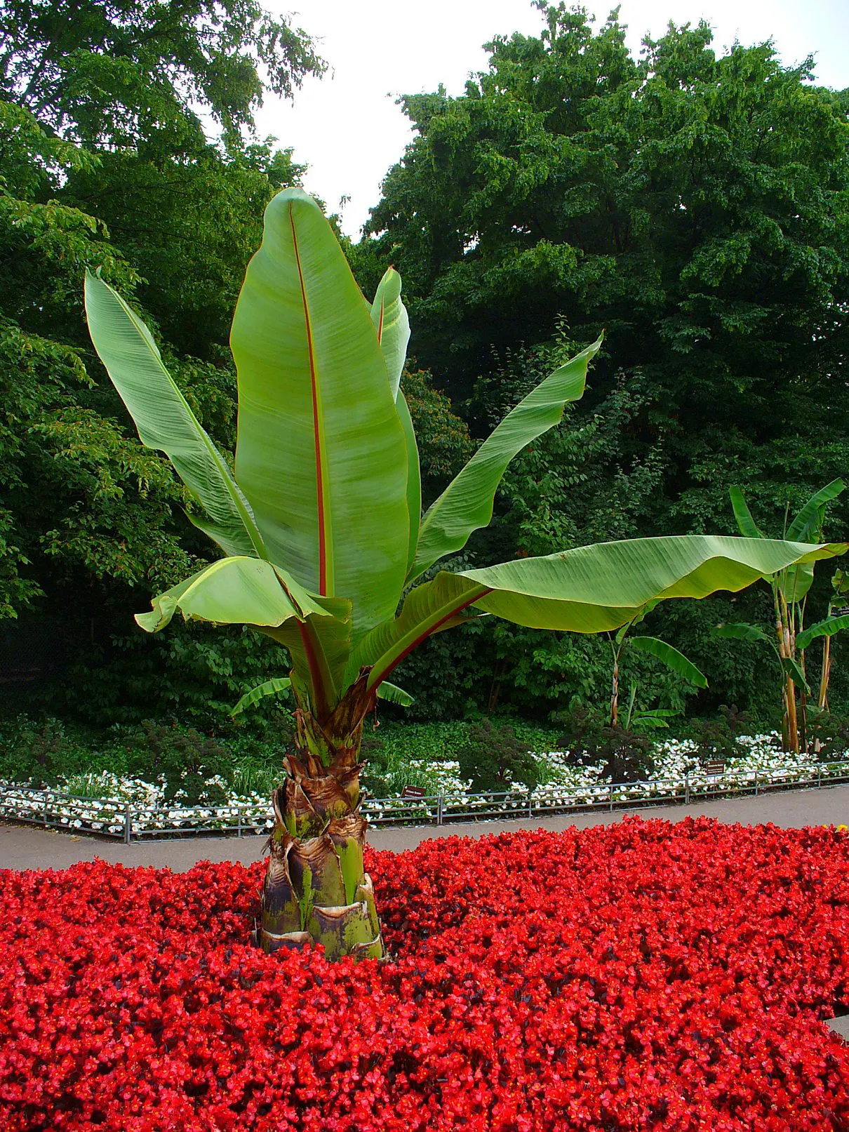 Abyssinian Banana (Ensete Ventricosum) — red flowers in the garden