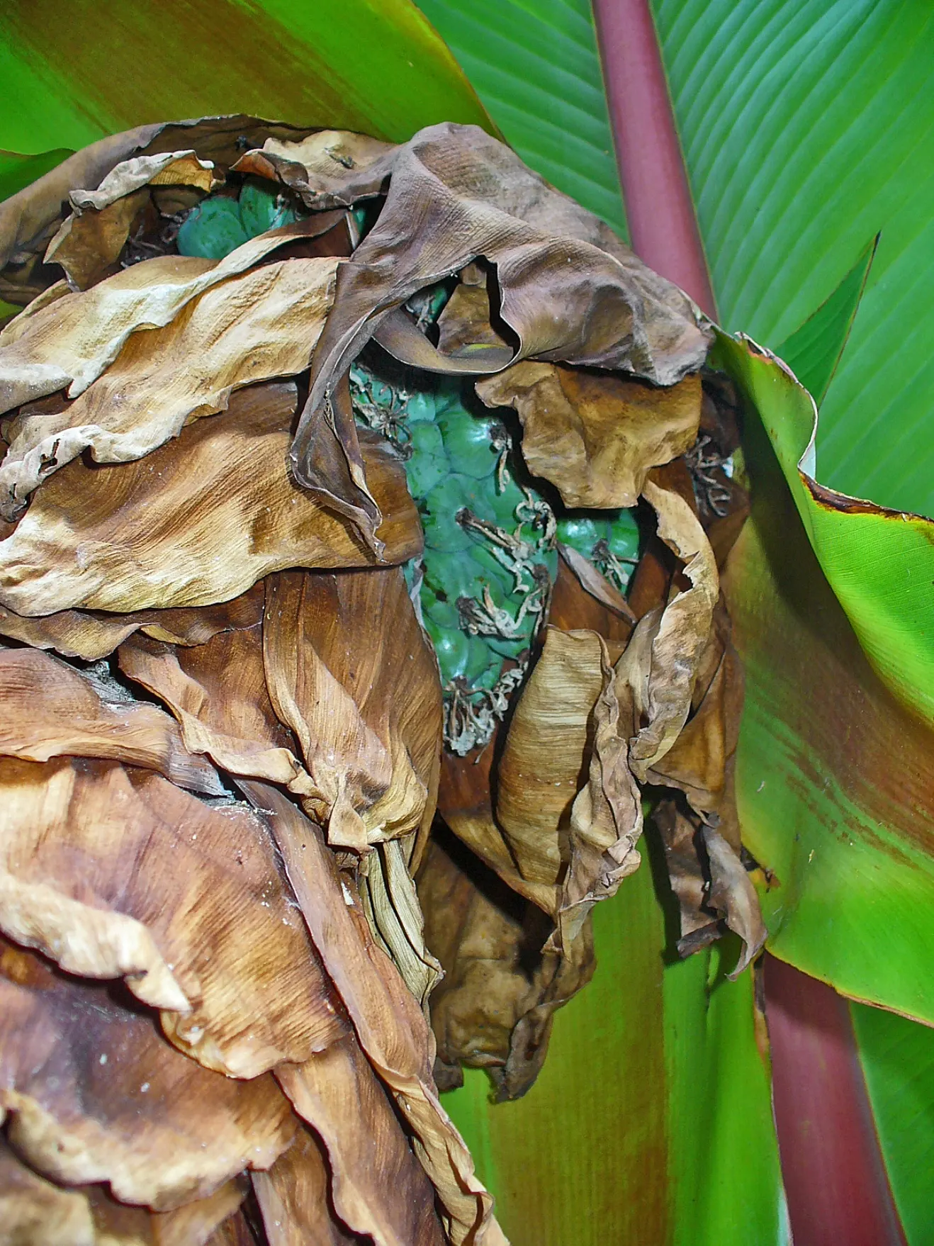 Abyssinian Banana (Ensete Ventricosum) — palm for full or half