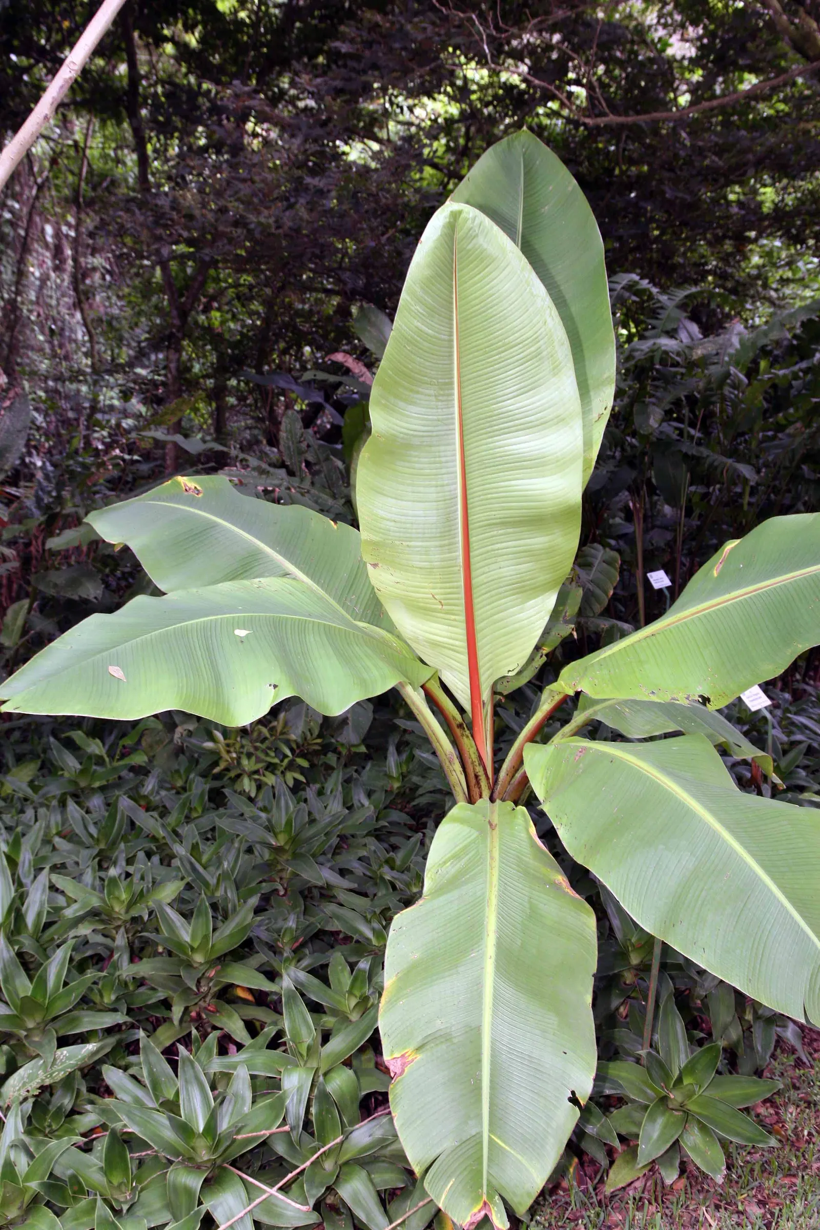 Abyssinian Banana (Ensete Ventricosum) — drainage is crucial to prevent root rot