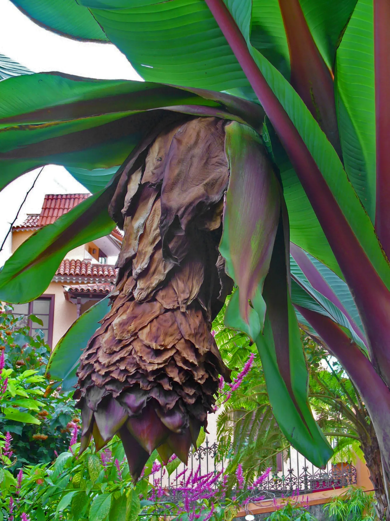 Abyssinian Banana (Ensete Ventricosum) — drainage is crucial to prevent root rot; with mature heights up to 18 feet