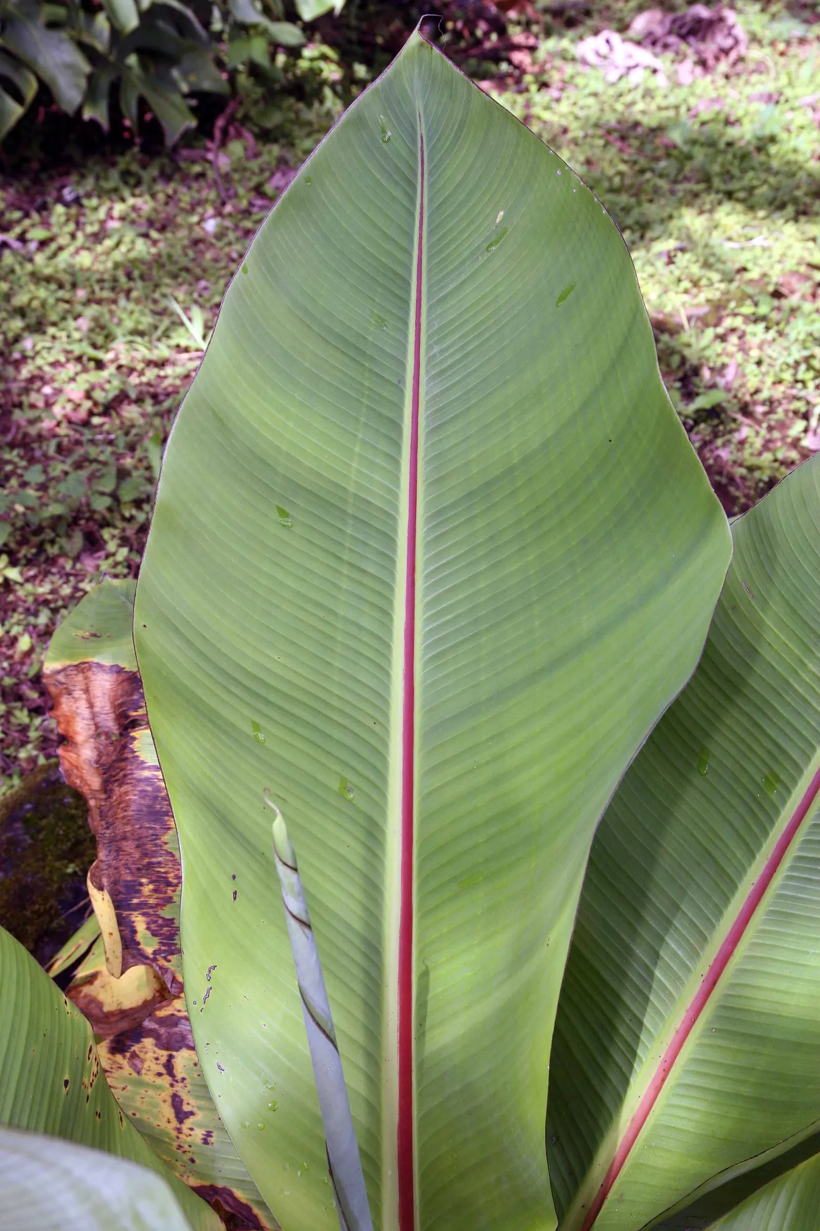 Abyssinian Banana (Ensete Ventricosum) — red flowers in the garden; can make a stunning focal point in your landscape design