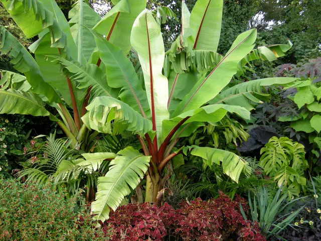 Abyssinian Banana (Ensete Ventricosum) — shade-tolerant plants that will complement its tropical look without competing for the spotlight; luscious green
