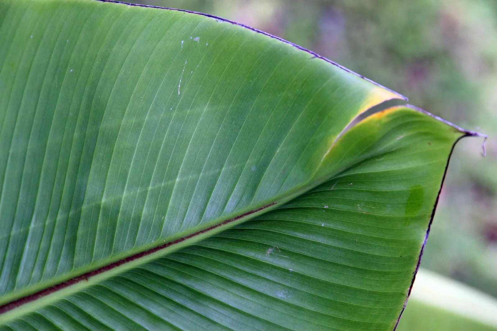 Abyssinian Banana (Ensete Ventricosum) — paddle-shaped foliage emanating from its dramatically swollen base; palm with red blooms