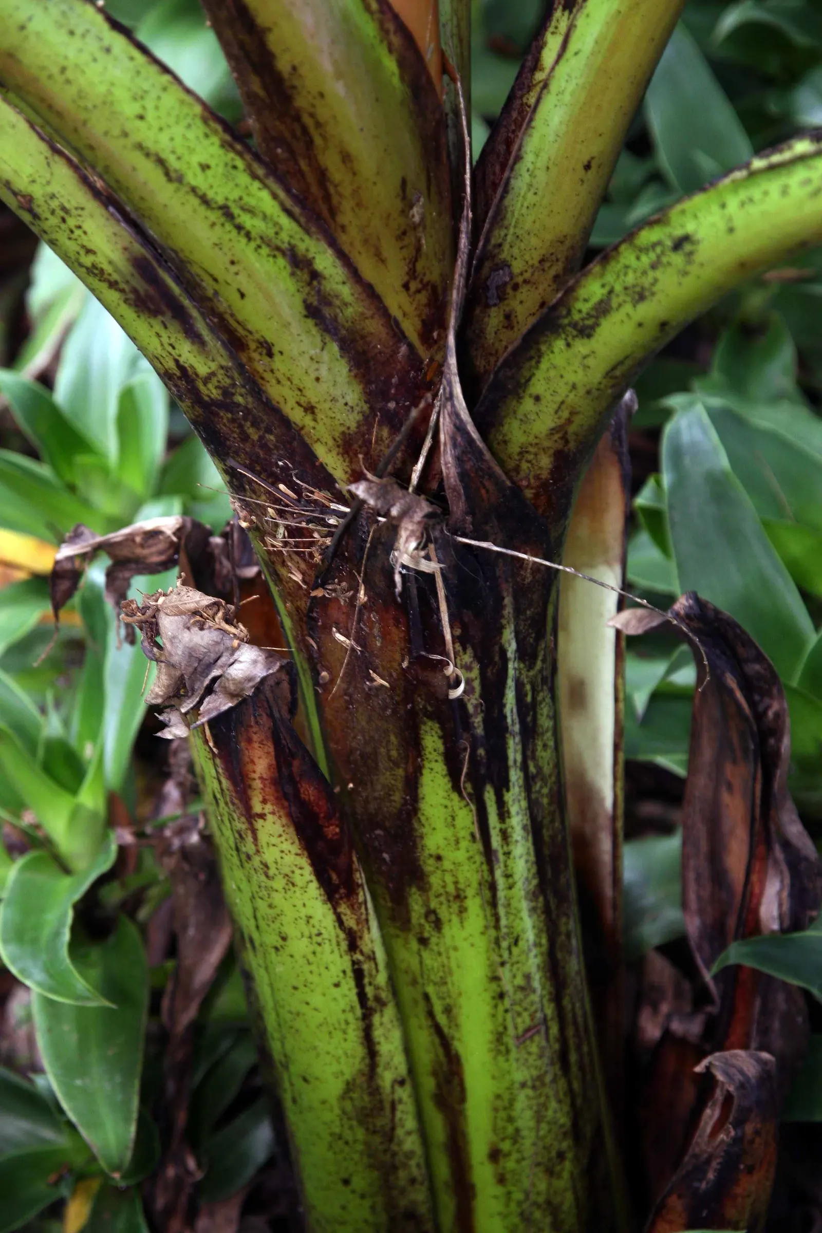 Abyssinian Banana (Ensete Ventricosum) — exotic look in warm-climate landscapes or as a striking potted specimen in cooler regions; though it seldom flowers