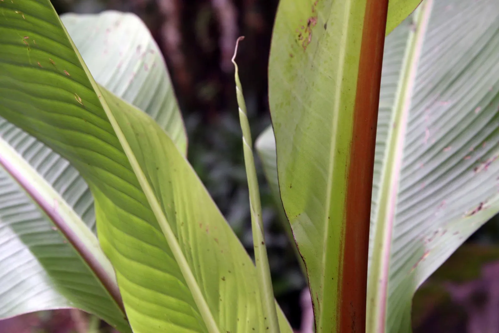 Abyssinian Banana (Ensete Ventricosum) — Regular watering is essential; paddle-shaped leaves that can grow to an impressive length of up to 10 feet each when