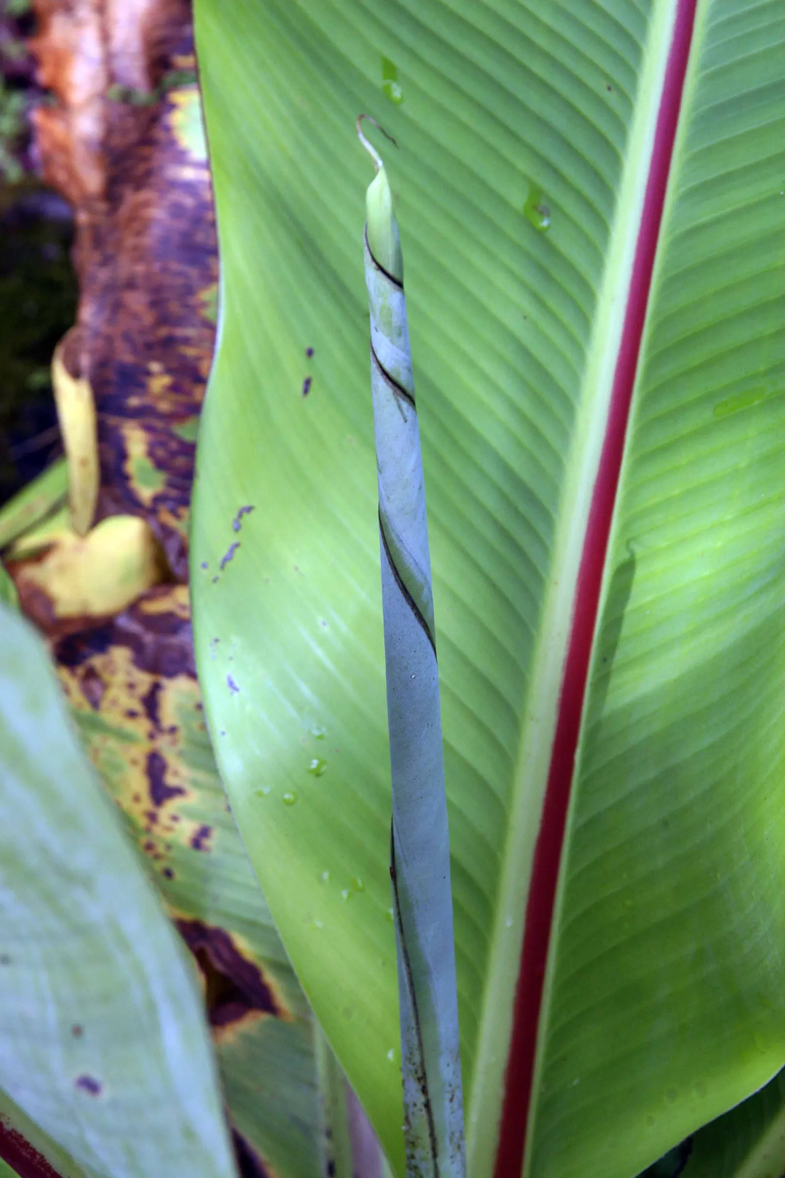 Abyssinian Banana (Ensete Ventricosum) — especially during dry periods; pendulous inflorescence that is visually striking