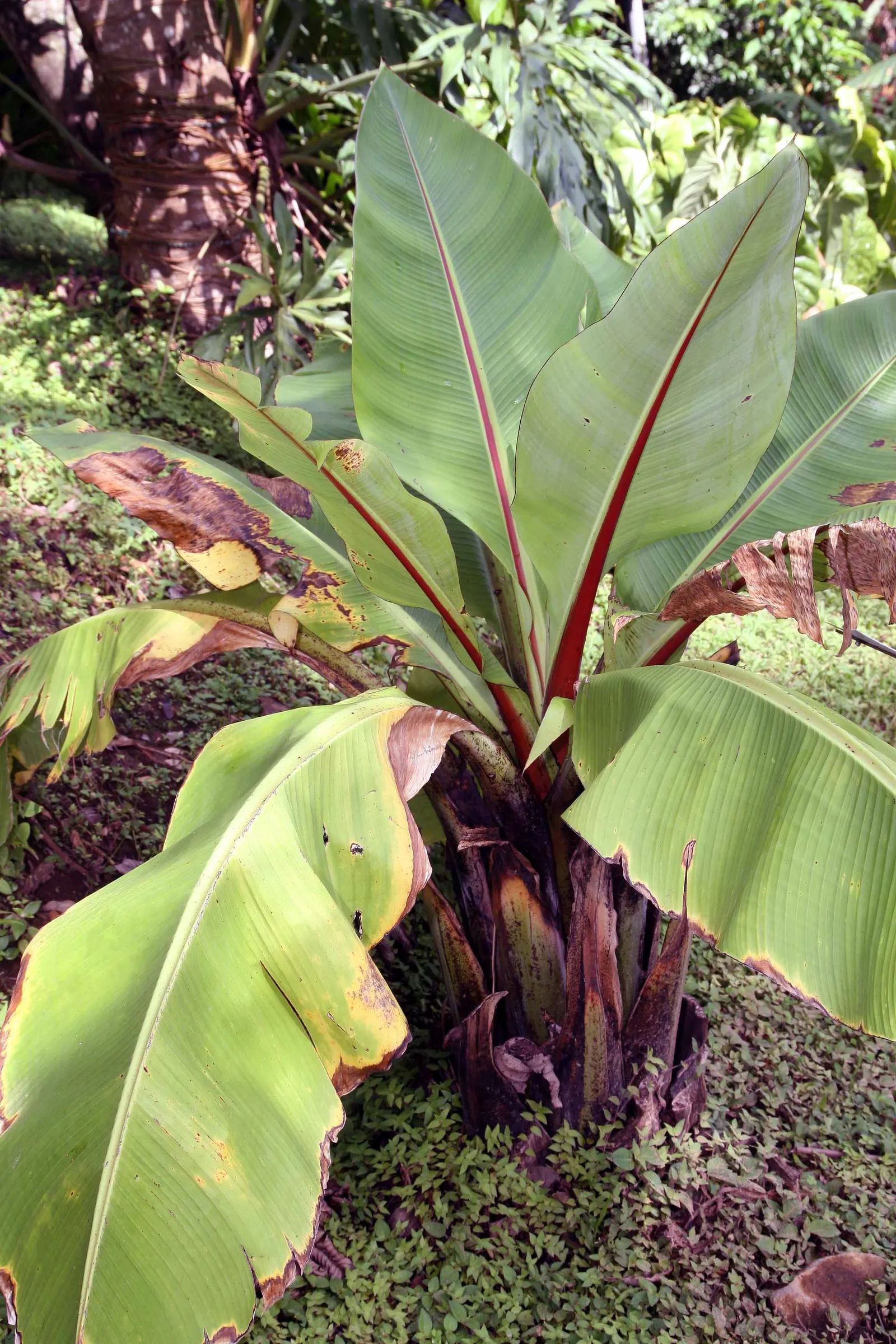 Abyssinian Banana (Ensete Ventricosum) — pendulous inflorescence that is visually striking; palm for full or half