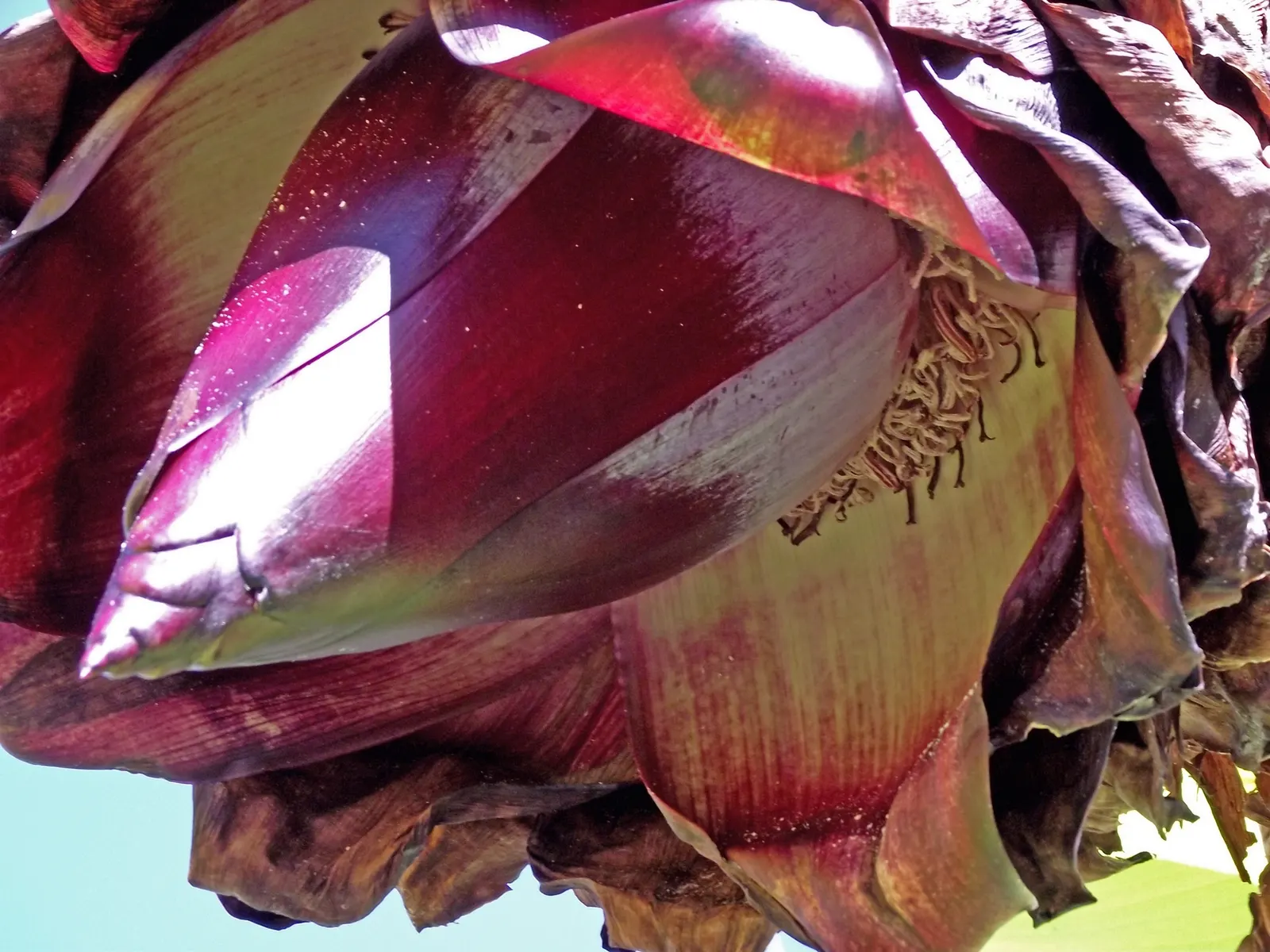 Abyssinian Banana (Ensete Ventricosum) — It's important to note that while it is tolerant of a range of soil types; red flowers in the garden