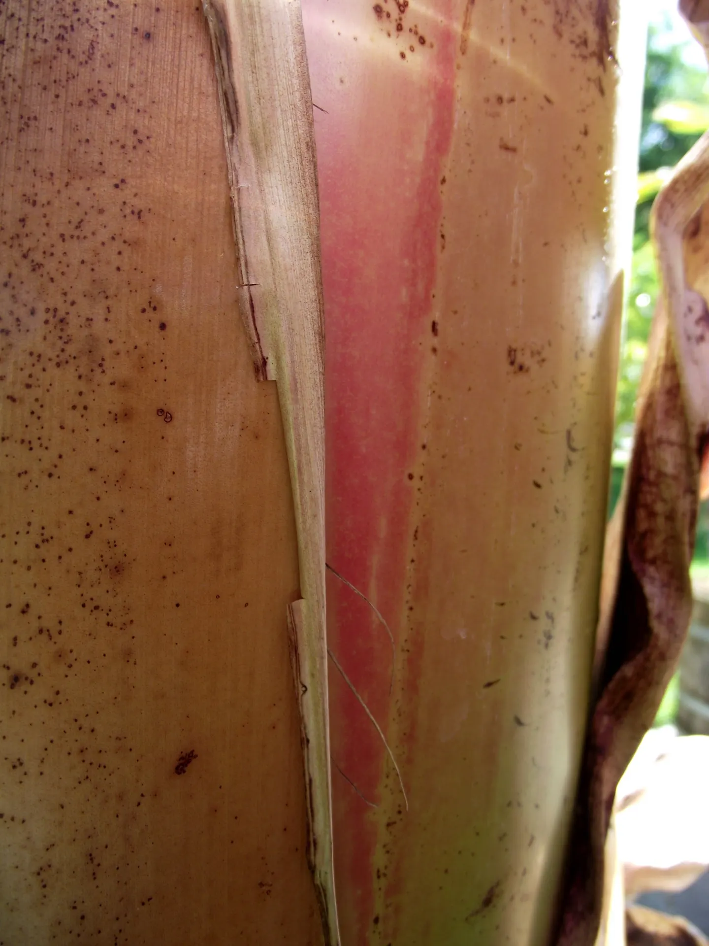 Abyssinian Banana (Ensete Ventricosum) — making it most suitable for larger garden areas or as a centerpiece in spacious courtyards; the Abyssinian Banana
