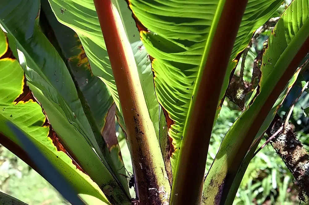 Abyssinian Banana (Ensete Ventricosum) — luscious green leaves that can reach up to 10 feet in length; this herbaceous perennial