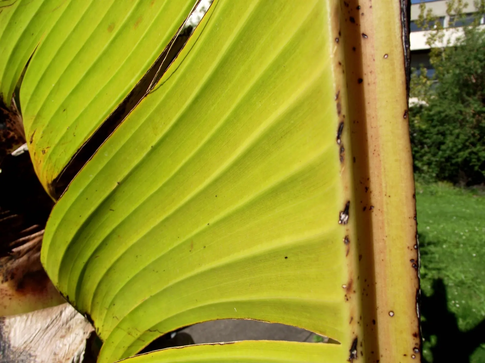 Abyssinian Banana (Ensete Ventricosum) — offering a tropical flair to gardens outside its native East African Highlands; it's important to note that while it