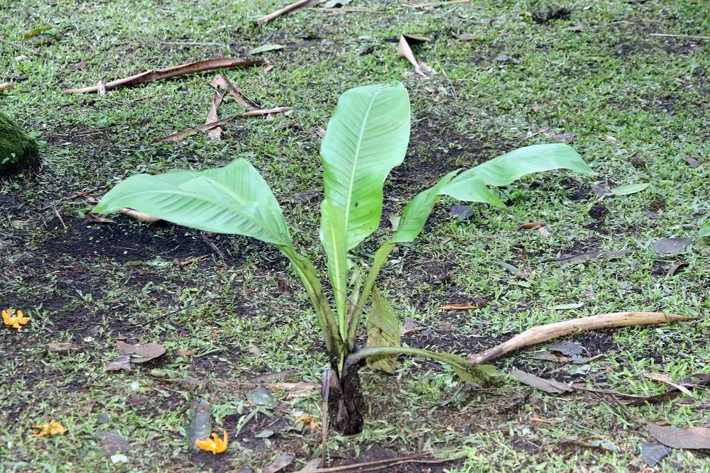 Abyssinian Banana (Ensete Ventricosum) — palm with red blooms