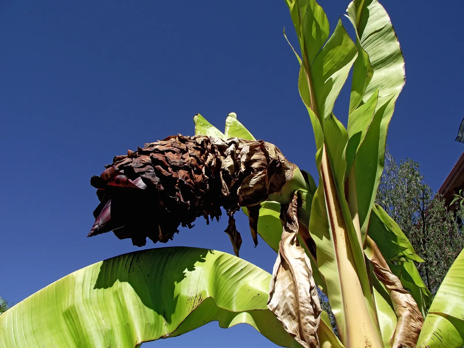Abyssinian Banana (Ensete Ventricosum) — can make a stunning focal point in your landscape design; commonly known as the Abyssinian Banana or Ethiopian Banana