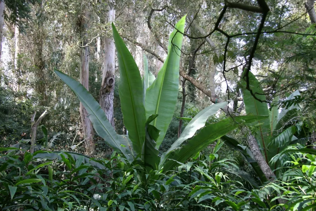 Abyssinian Banana (Ensete Ventricosum) — it's ideal for creating a bold; its bold foliage can make it a central feature of your design