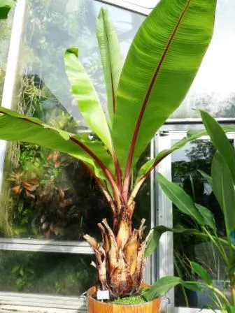 Abyssinian Banana (Ensete Ventricosum) — making it most suitable for larger garden areas or as a centerpiece in spacious courtyards
