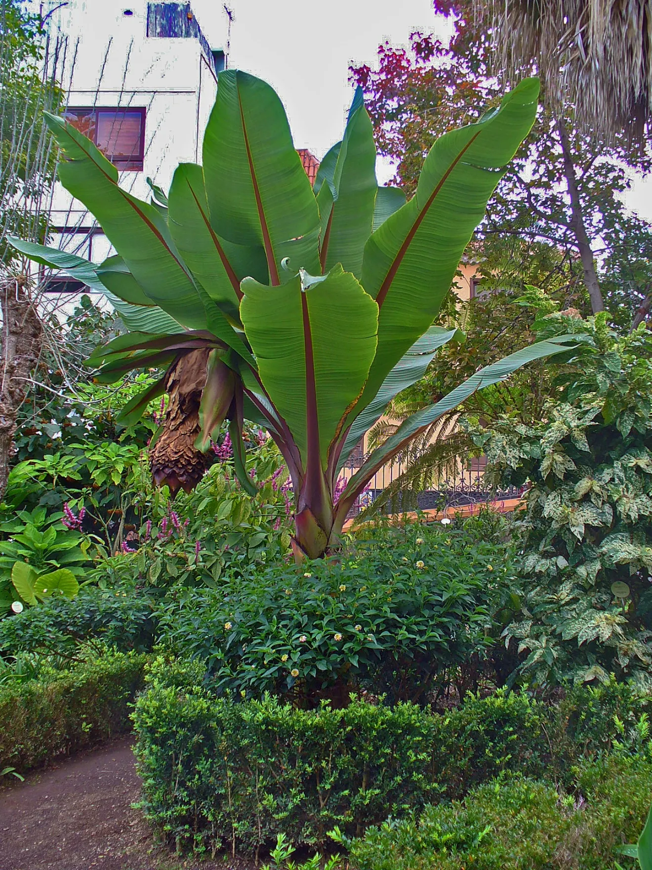 Abyssinian Banana (Ensete Ventricosum) — paddle-shaped leaves that can grow to an impressive length of up to 10 feet each when conditions are ideal; tropical