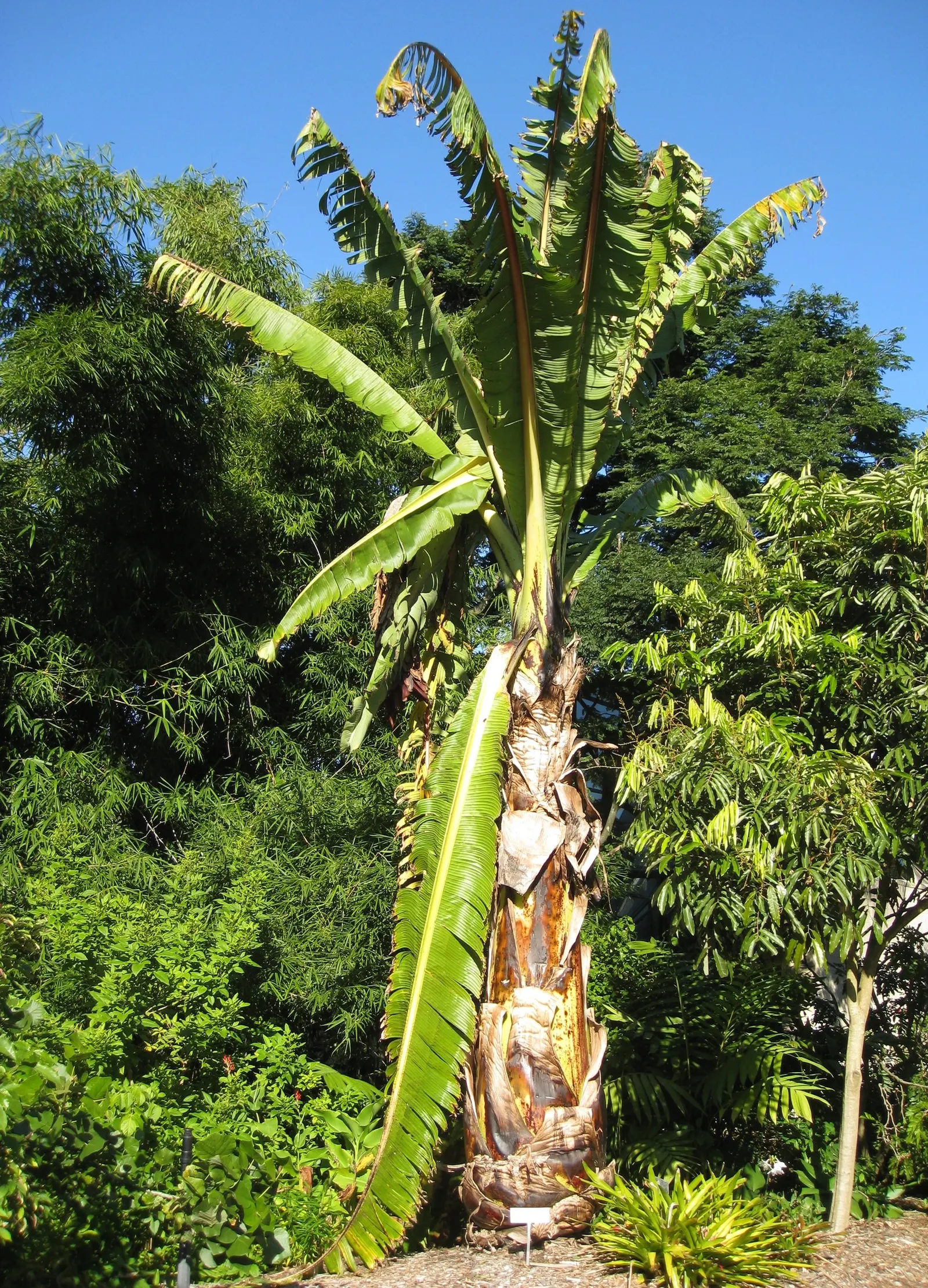 Abyssinian Banana (Ensete Ventricosum) — This herbaceous perennial; consider pairing it with lower-growing