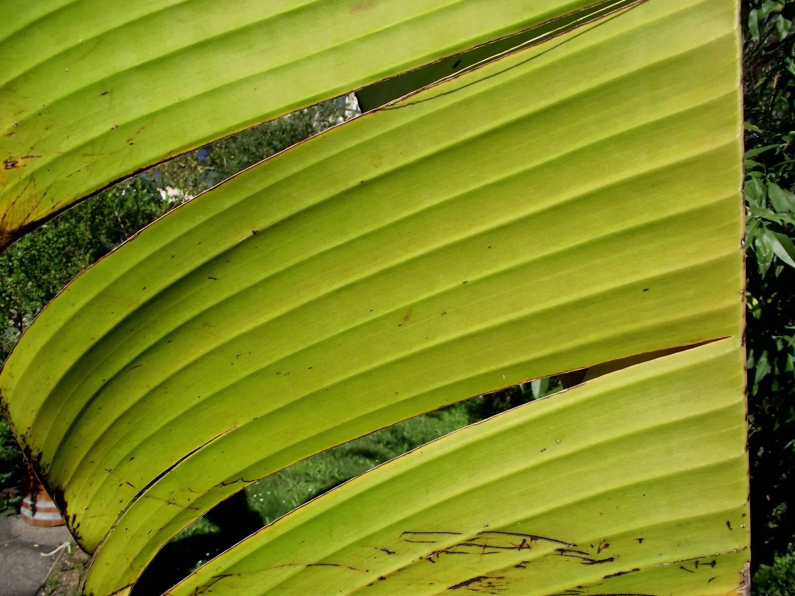 Abyssinian Banana (Ensete Ventricosum) — though it seldom flowers outside its native range; exotic look in warm-climate landscapes or as a striking potted