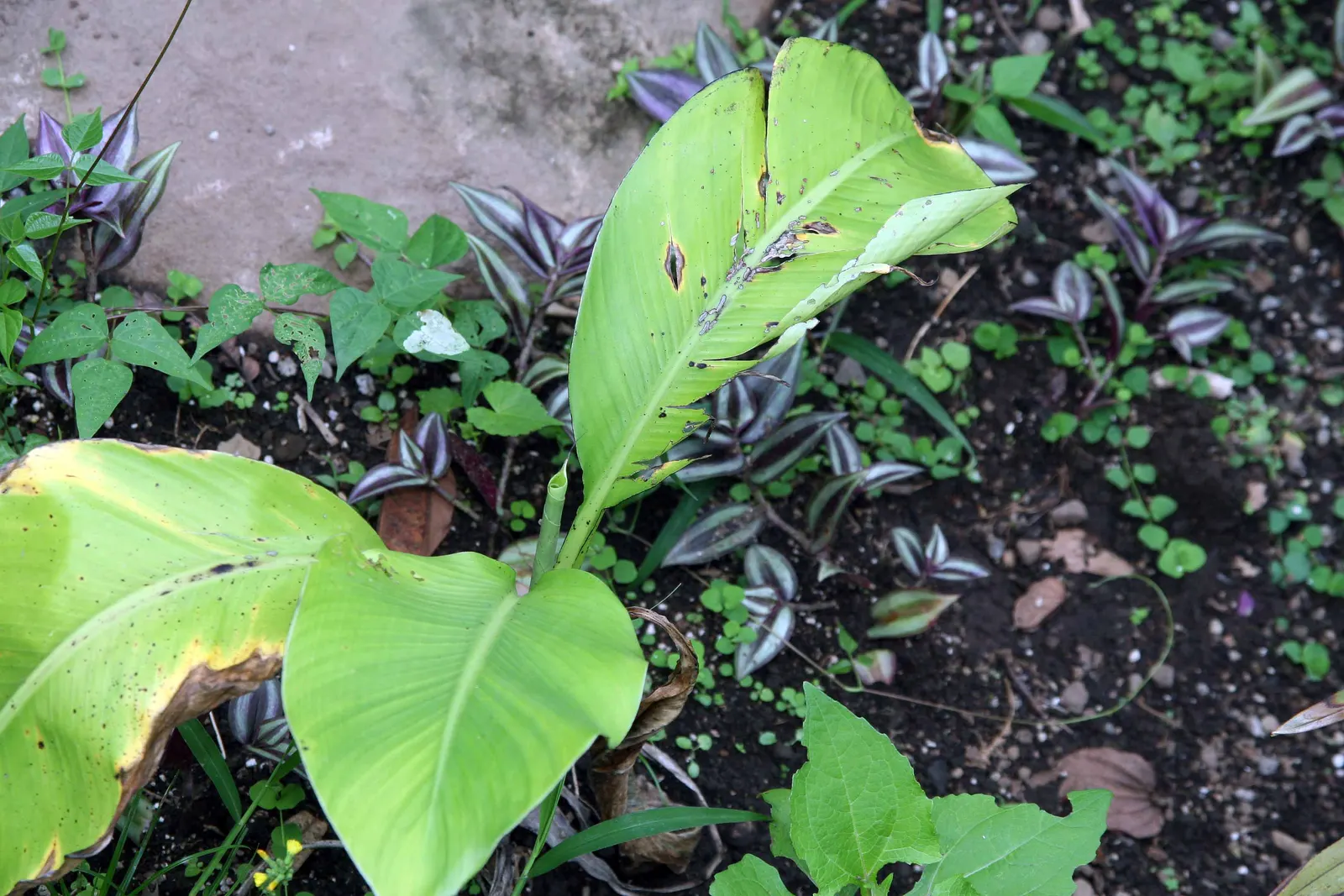 Abyssinian Banana (Ensete Ventricosum) — luscious green leaves that can reach up to 10 feet in length