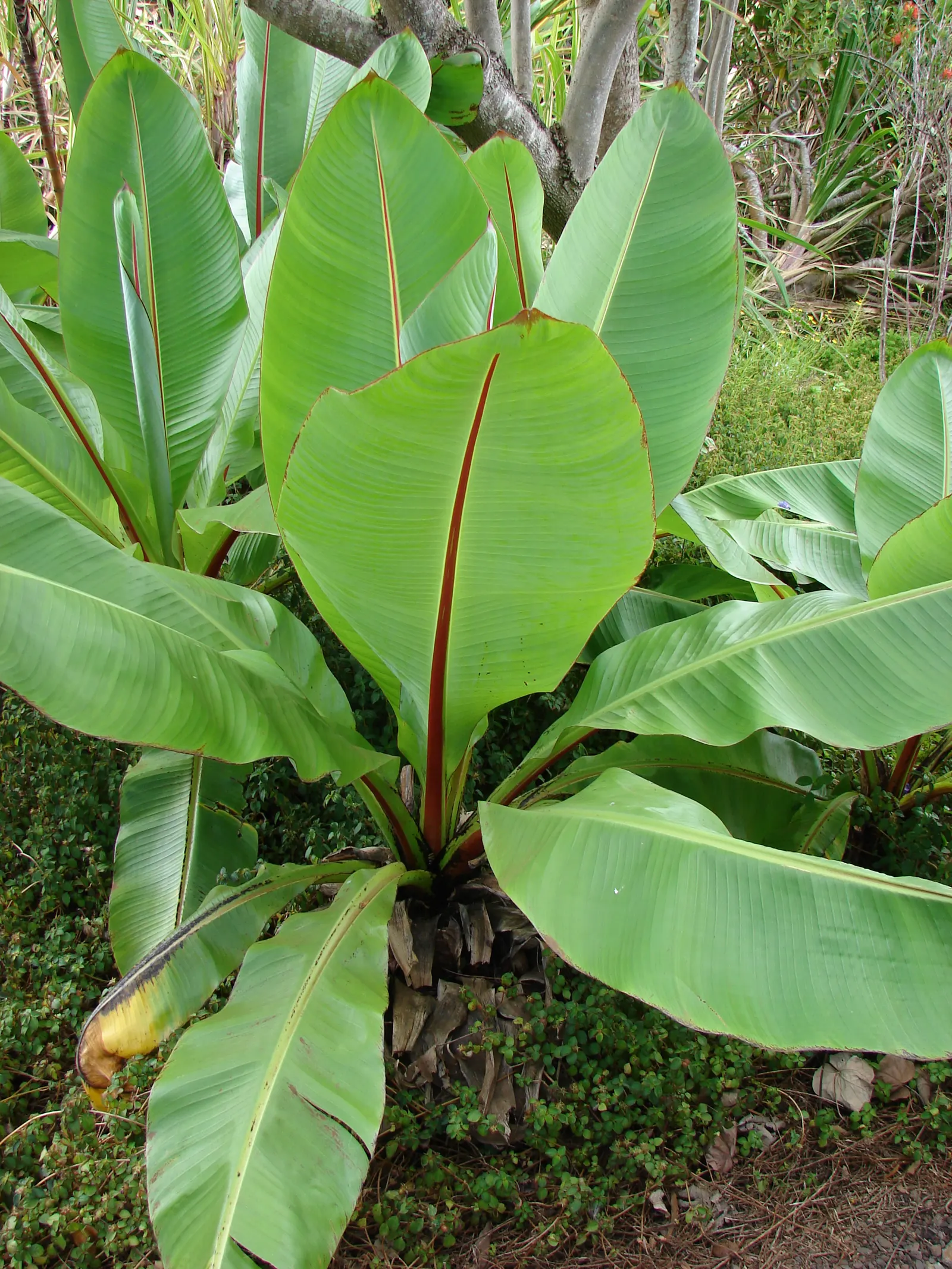 Abyssinian Banana (Ensete Ventricosum) — it's ideal for creating a bold; its bold foliage can make it a central feature of your design, image 58