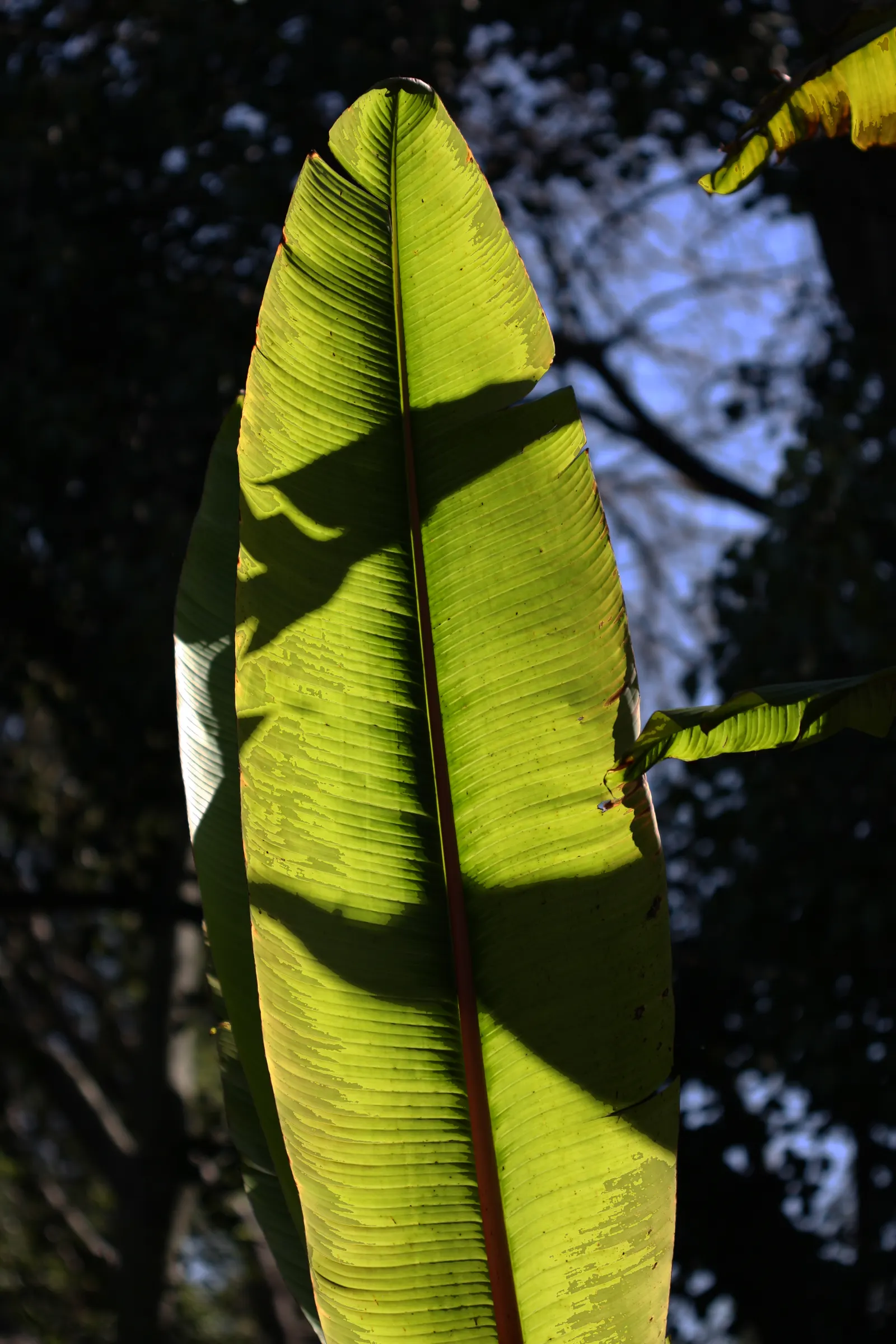 Abyssinian Banana (Ensete Ventricosum) — tropical perennial boasts a robust