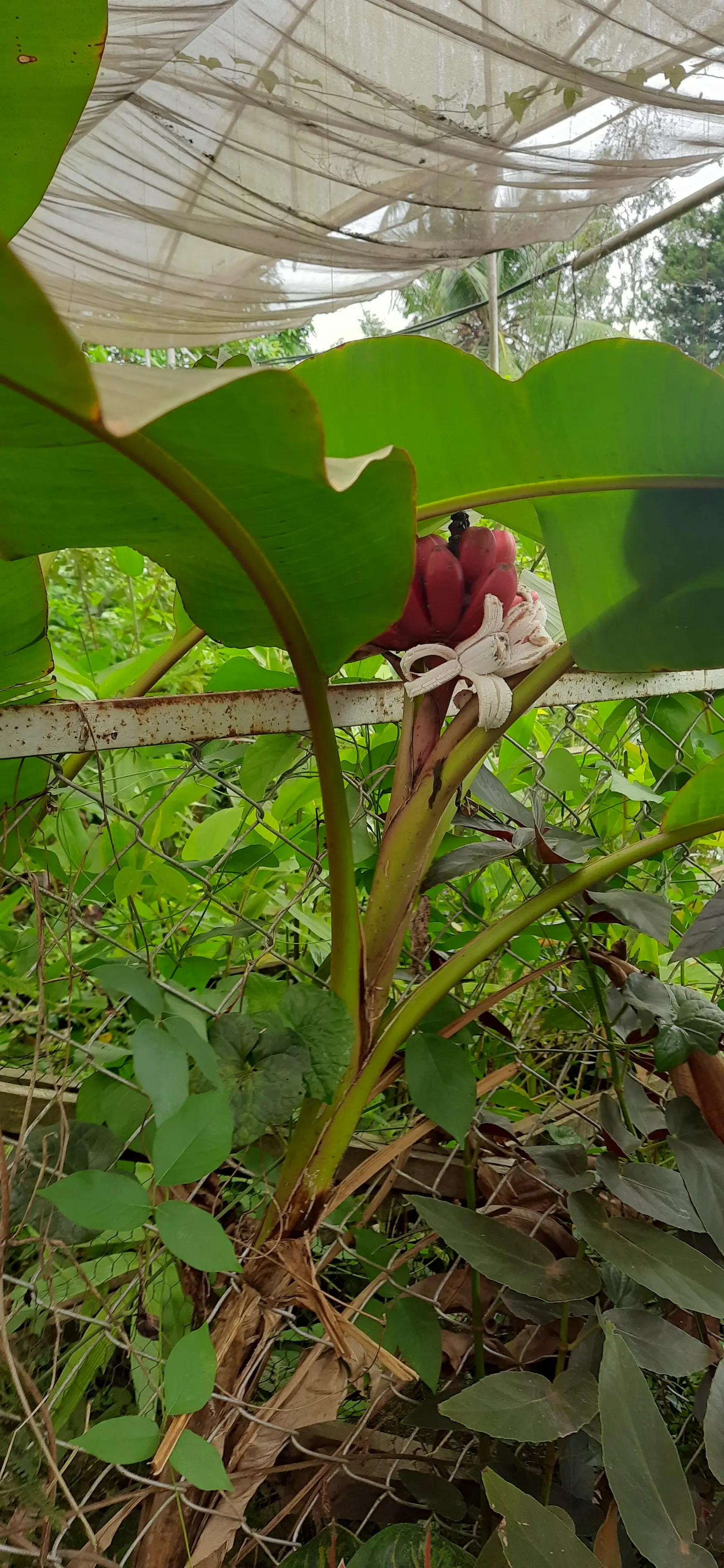 Abyssinian Banana (Ensete Ventricosum) — the Abyssinian Banana prefers full sun to partial shade and thrives in rich
