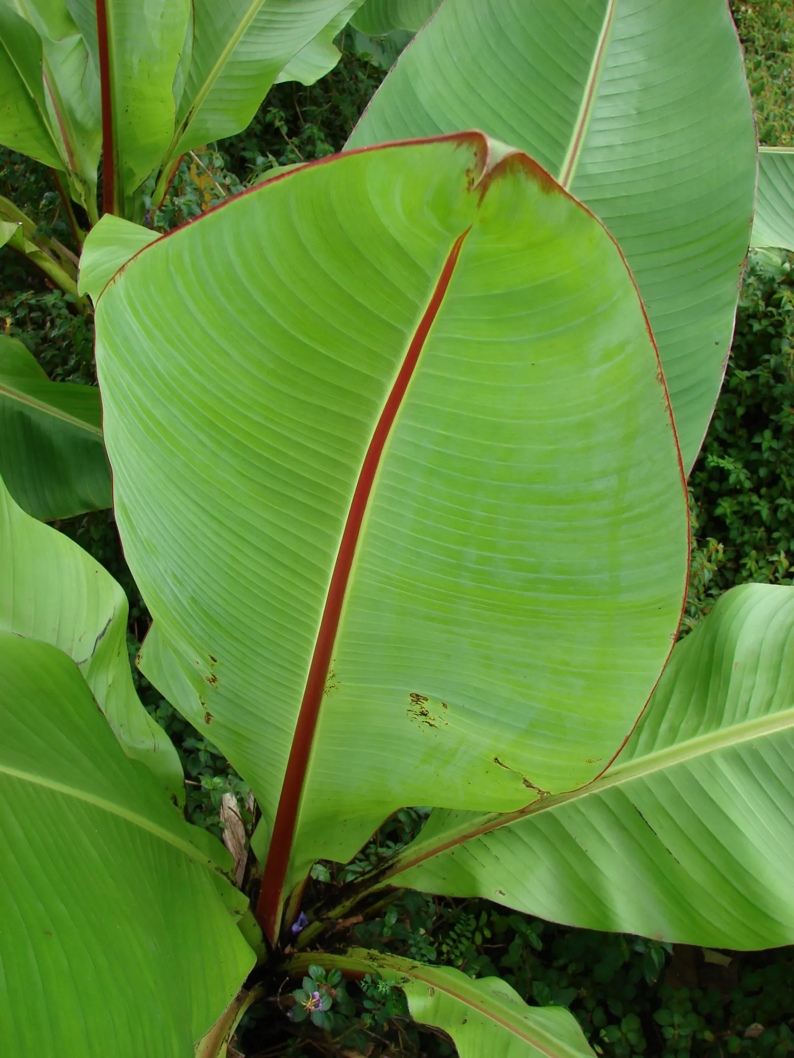 Abyssinian Banana (Ensete Ventricosum) — commonly known as the Abyssinian Banana or Ethiopian Banana