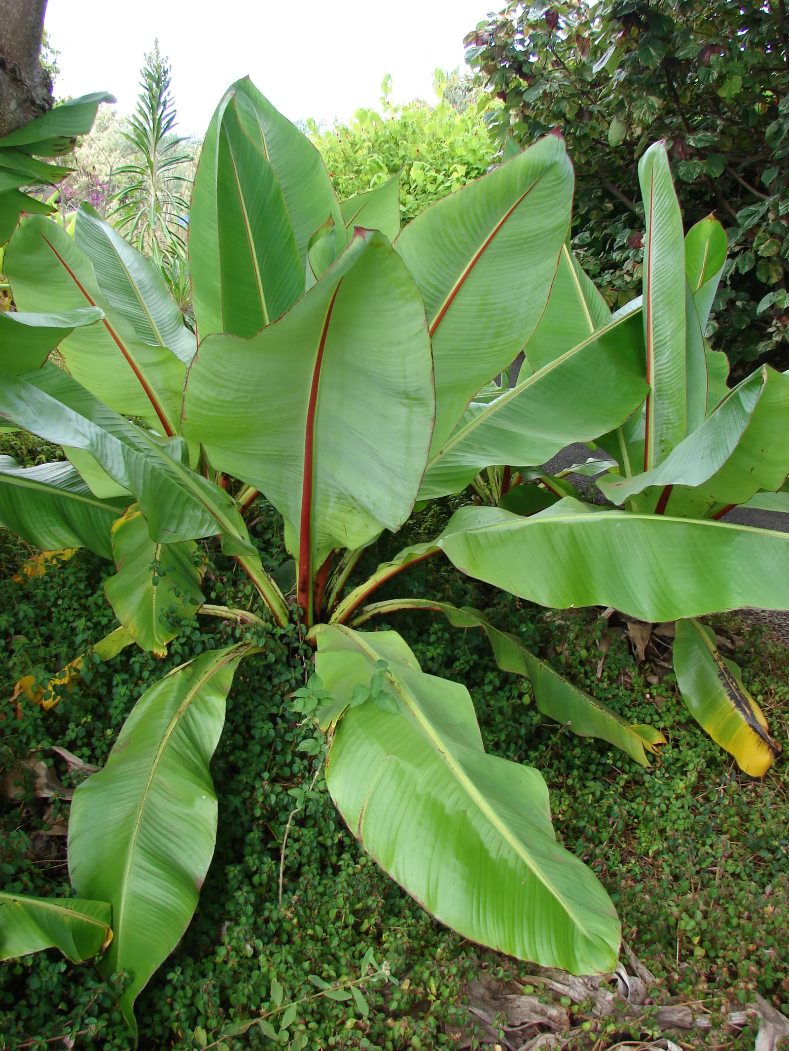 Abyssinian Banana (Ensete Ventricosum) — palm with red blooms; drainage is crucial to prevent root rot