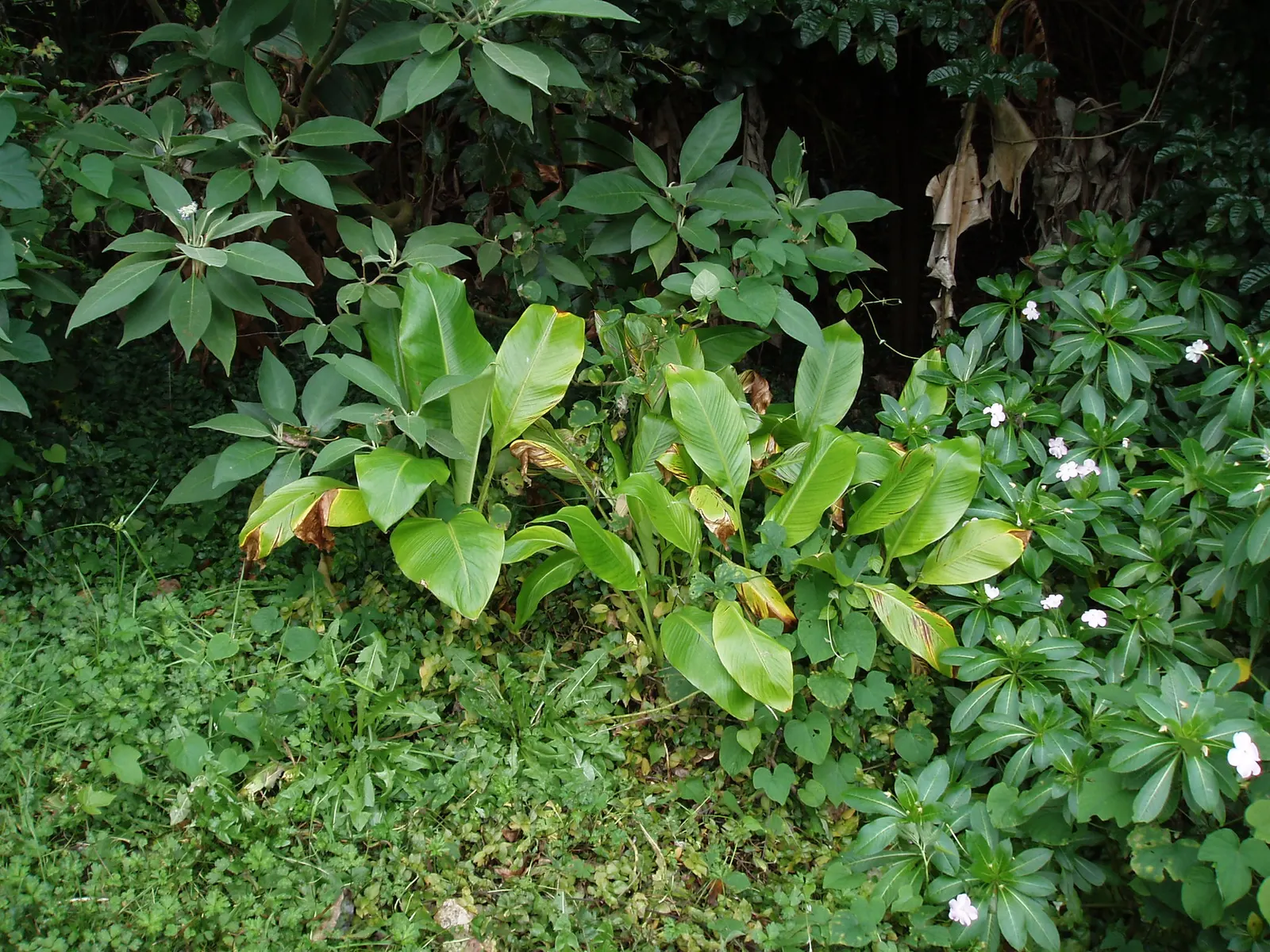 Abyssinian Banana (Ensete Ventricosum) — with mature heights up to 18 feet; it's ideal for creating a bold, image 57