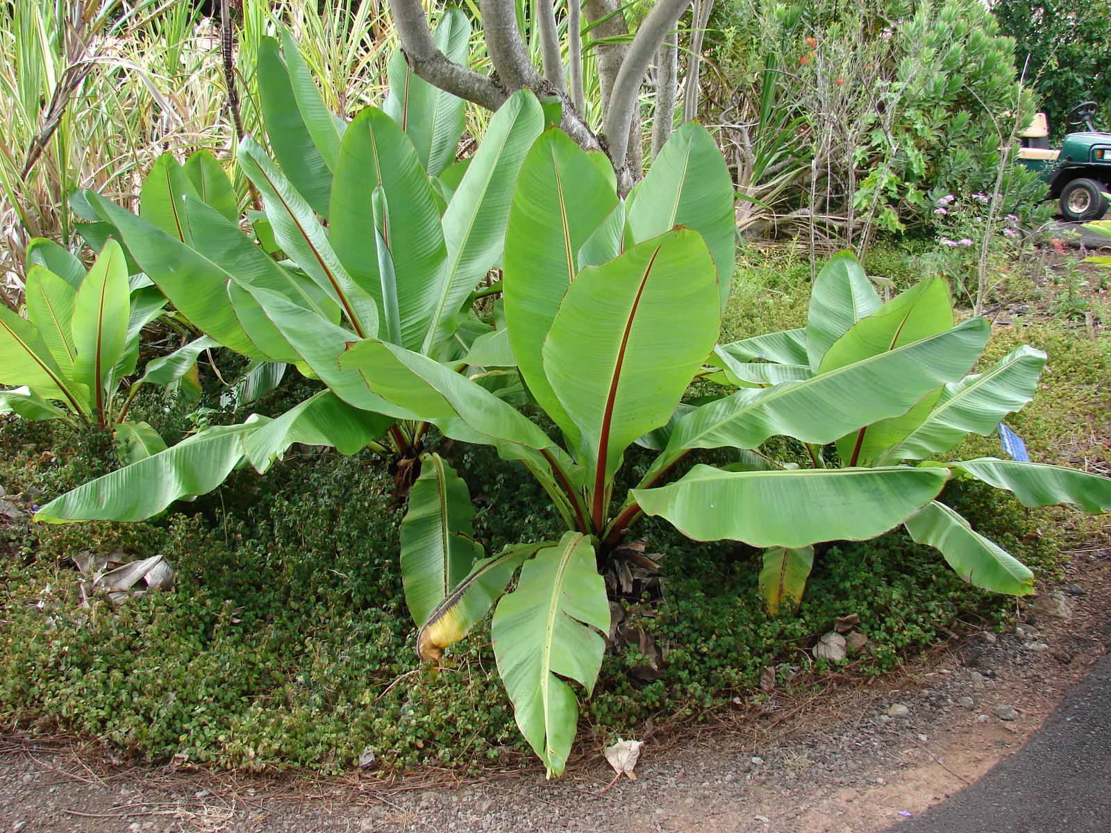 Abyssinian Banana (Ensete Ventricosum) — is a non-fruiting ornamental plant featuring broad