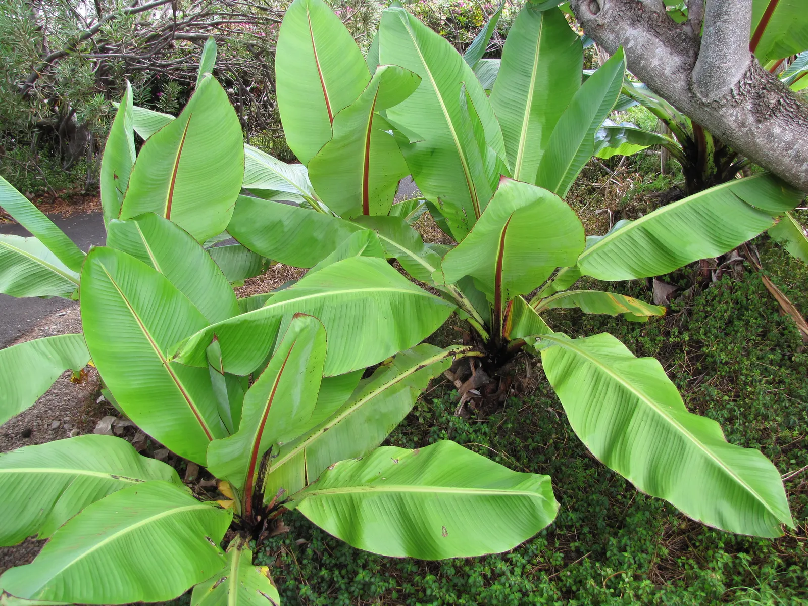 Abyssinian Banana (Ensete Ventricosum) — offering a tropical flair to gardens outside its native East African Highlands