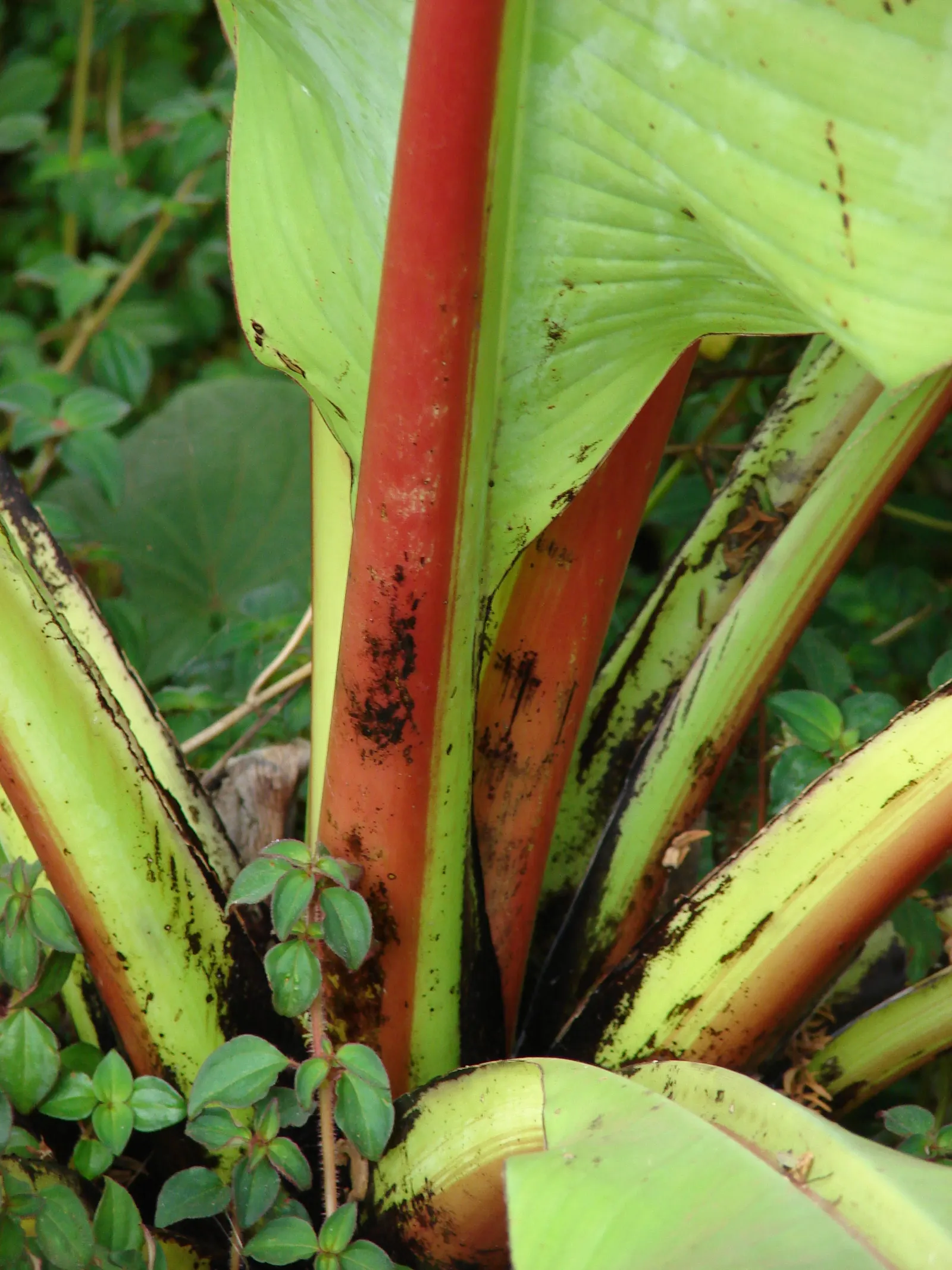 Abyssinian Banana (Ensete Ventricosum) — it's ideal for creating a bold