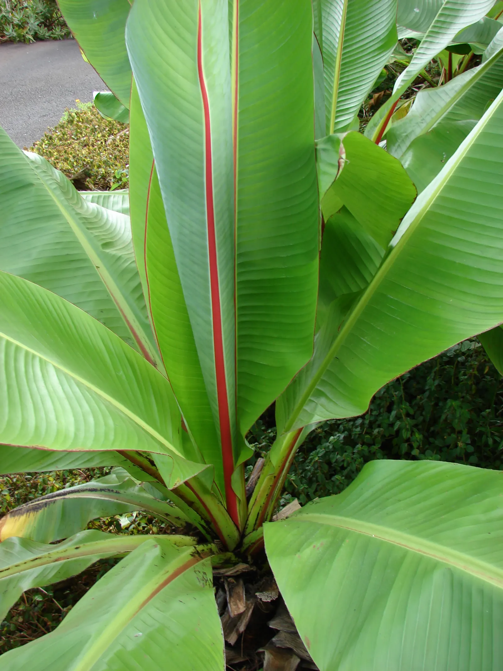 Abyssinian Banana (Ensete Ventricosum) — Regular watering is essential