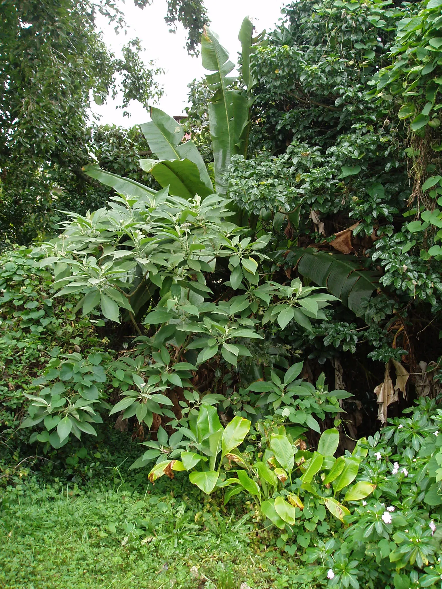 Abyssinian Banana (Ensete Ventricosum) — especially during dry periods