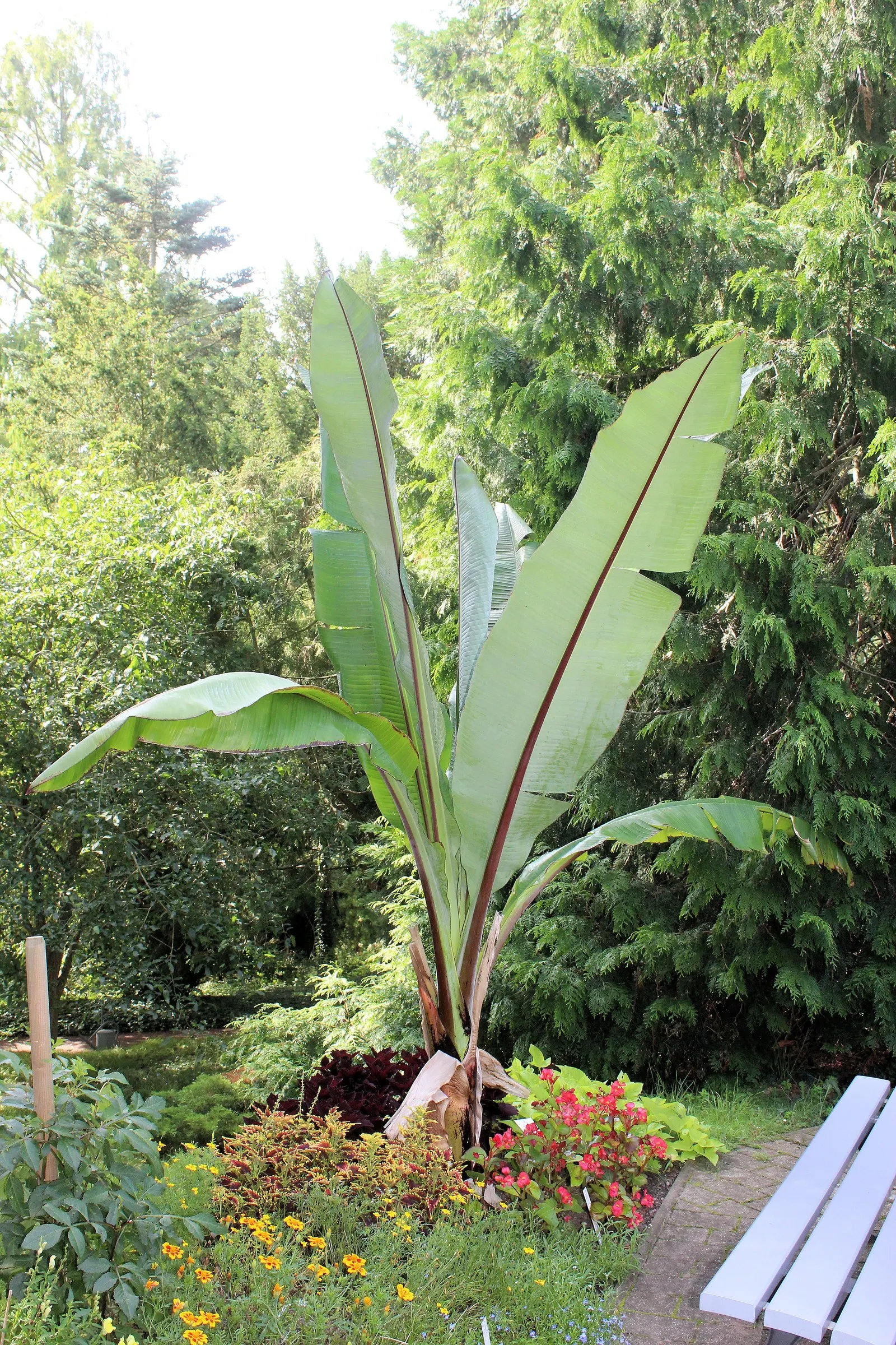 Abyssinian Banana (Ensete Ventricosum) — paddle-shaped foliage emanating from its dramatically swollen base