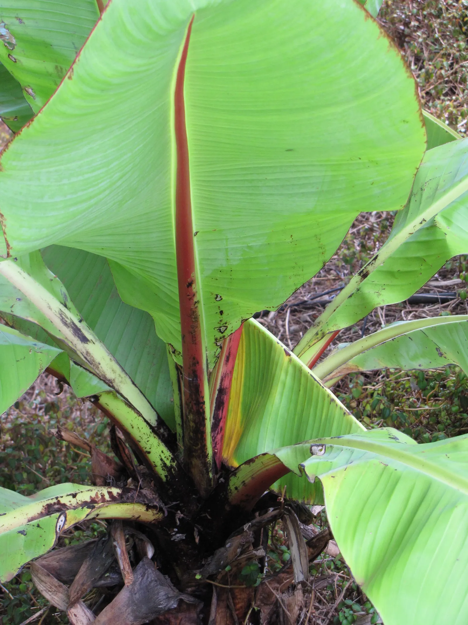 Abyssinian Banana (Ensete Ventricosum) — pendulous inflorescence that is visually striking