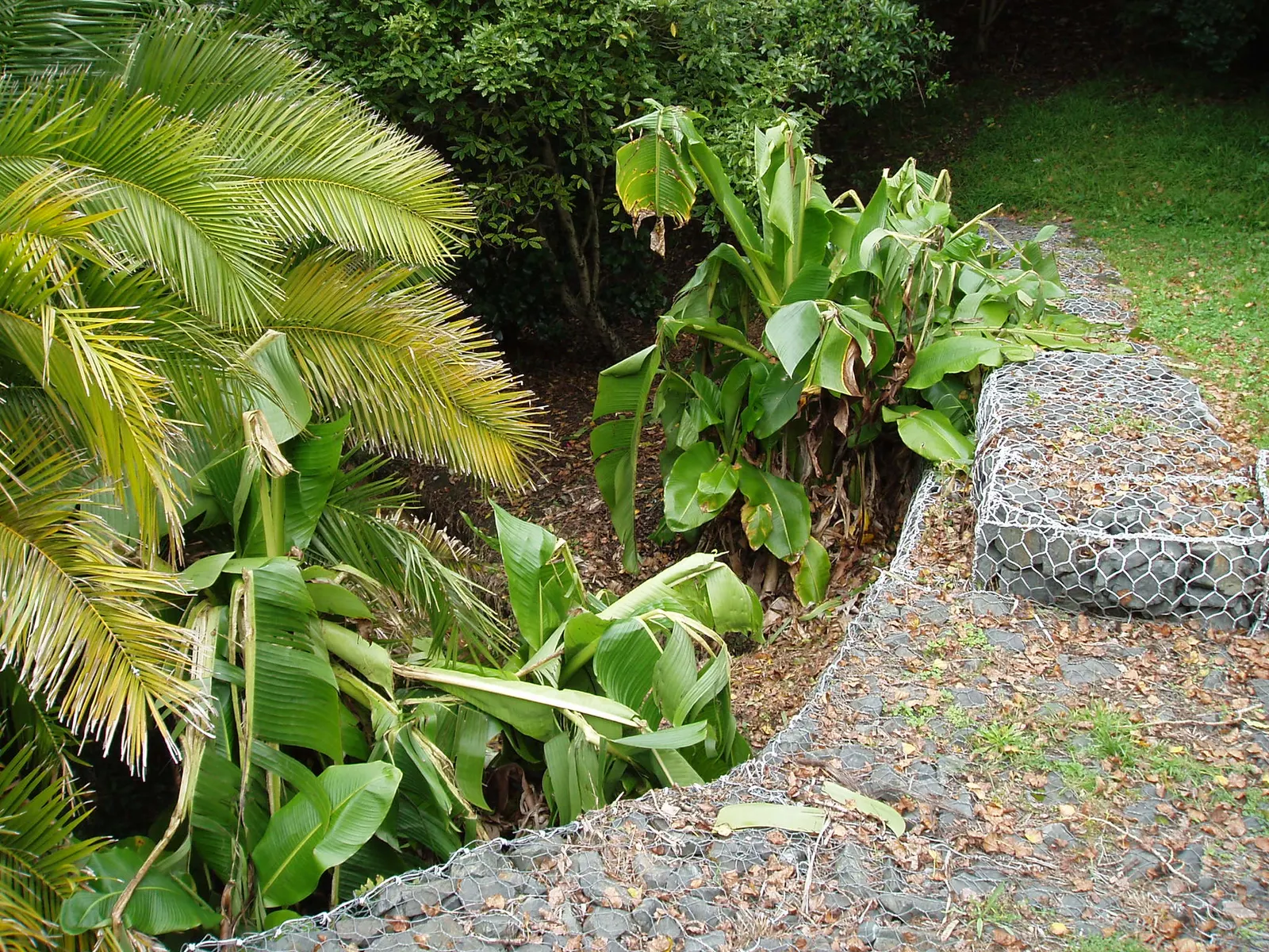 Abyssinian Banana (Ensete Ventricosum) — exotic look in warm-climate landscapes or as a striking potted specimen in cooler regions