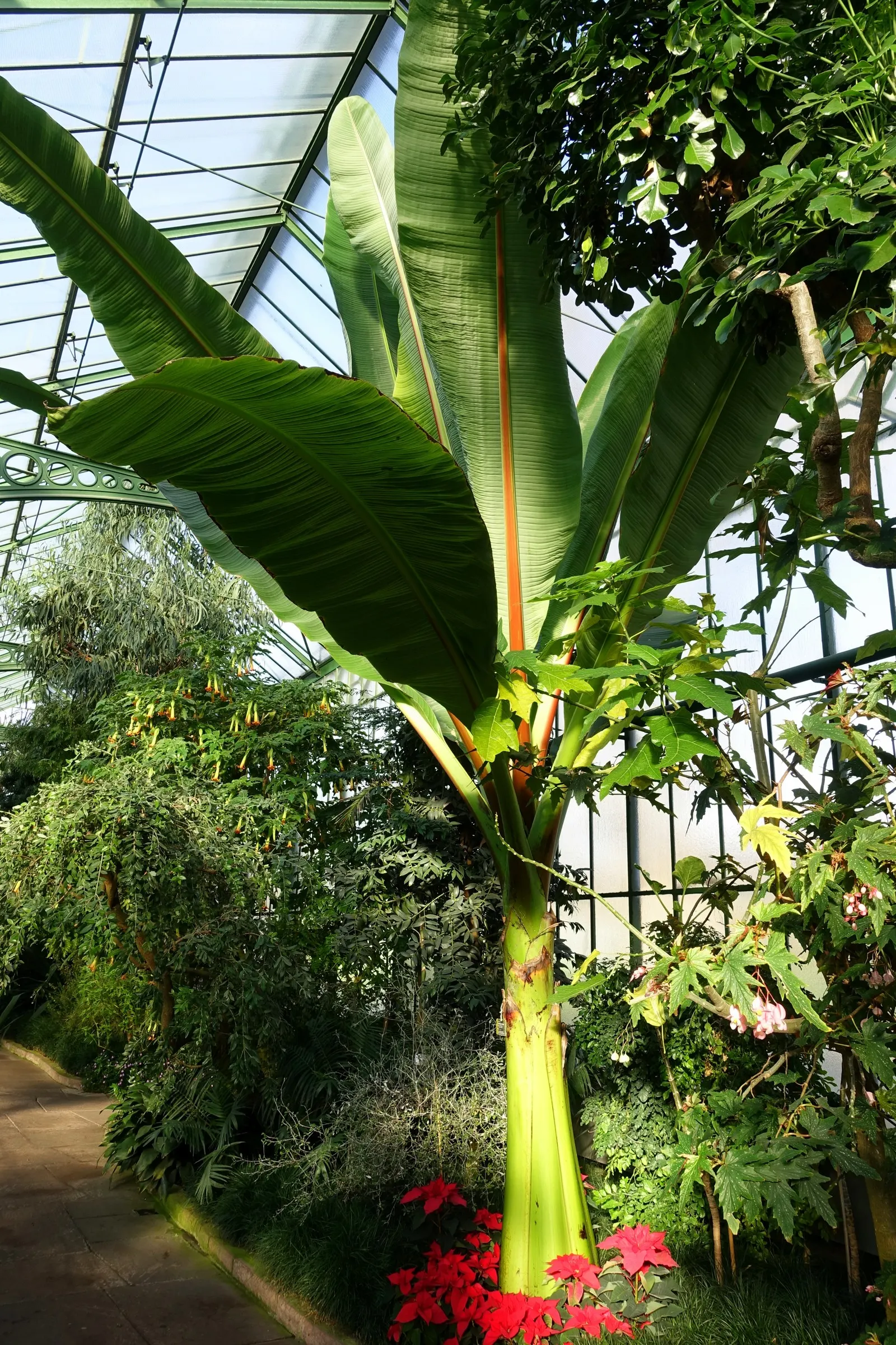 Abyssinian Banana (Ensete Ventricosum) — is a non-fruiting ornamental plant featuring broad; paddle-shaped foliage emanating from its dramatically, image 53