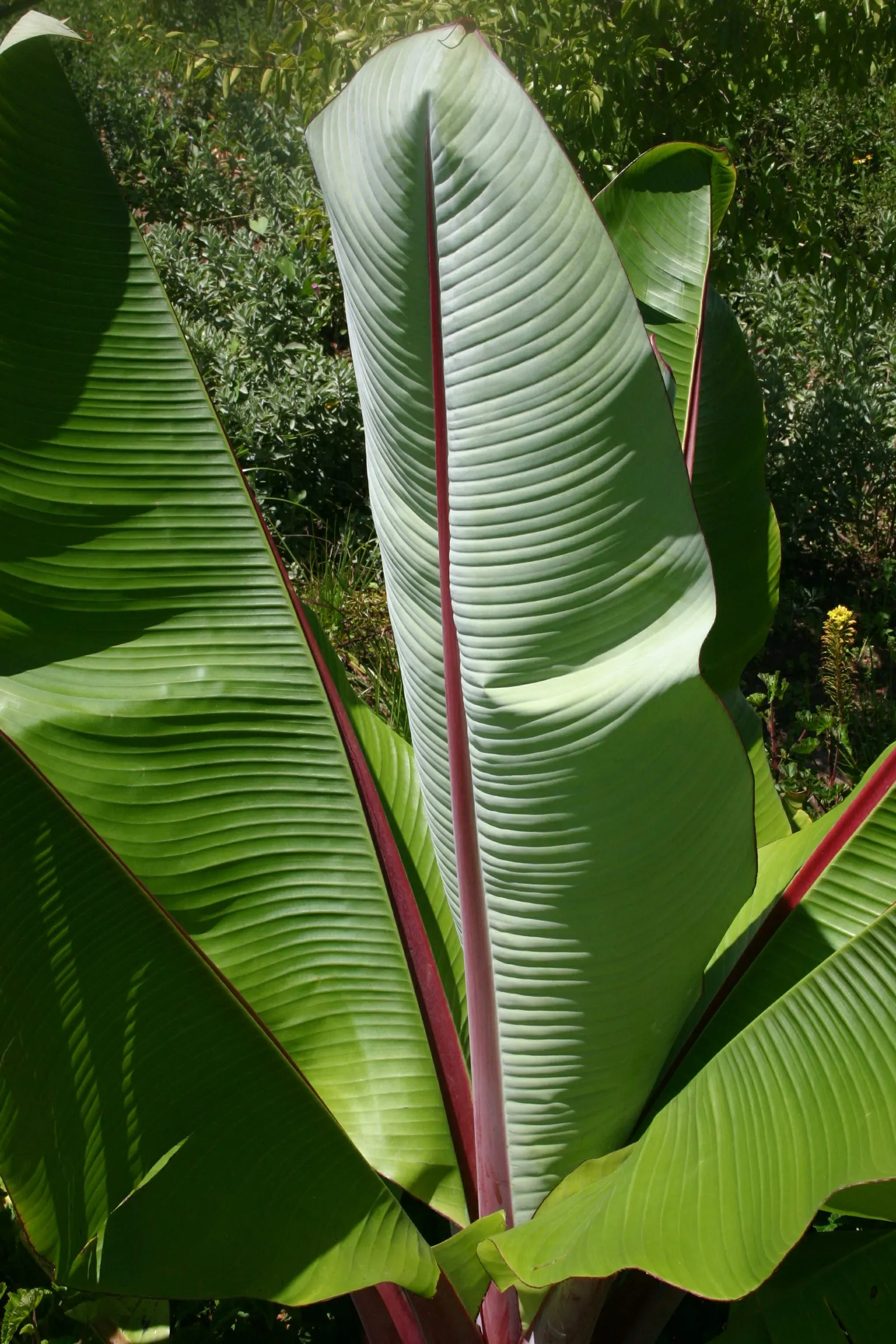 Abyssinian Banana (Ensete Ventricosum) — tropical perennial boasts a robust; especially during dry periods, image 55